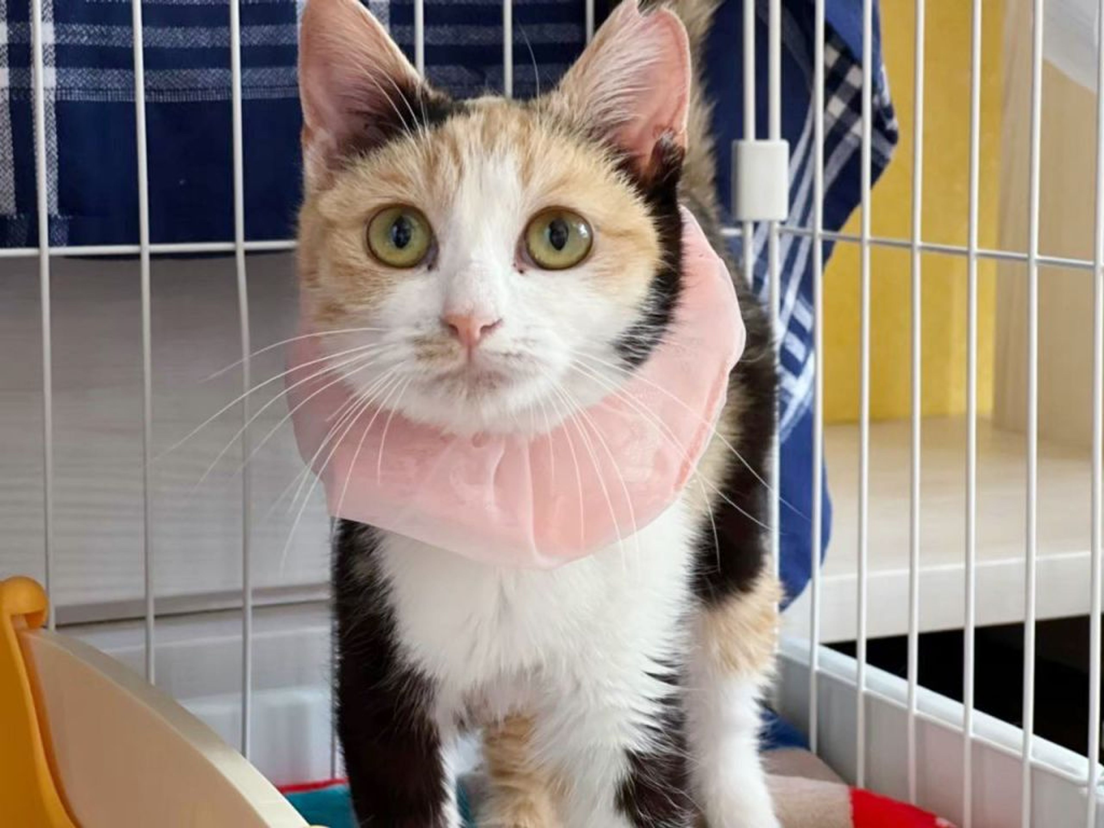 pet-image-2