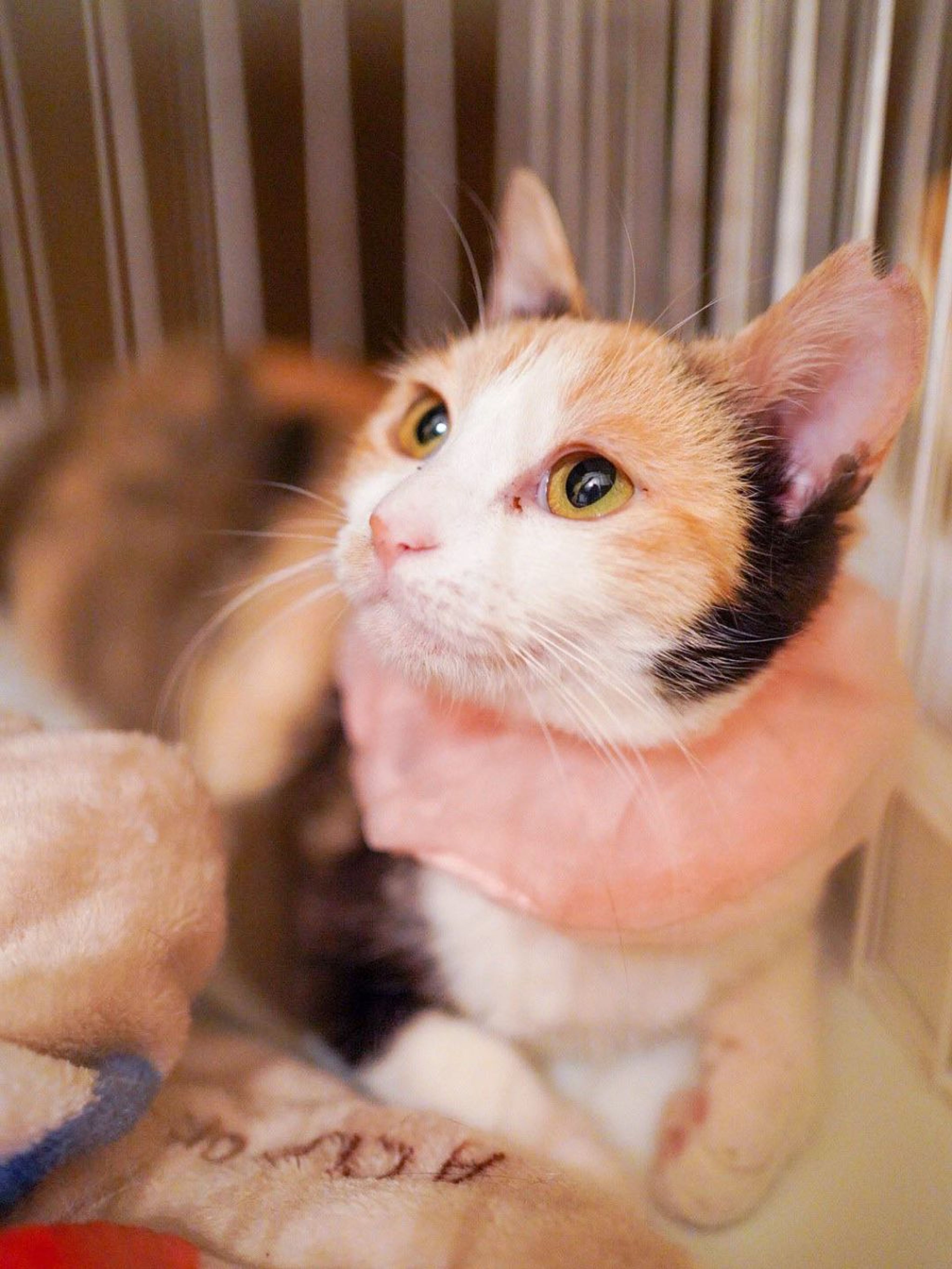 pet-image-3