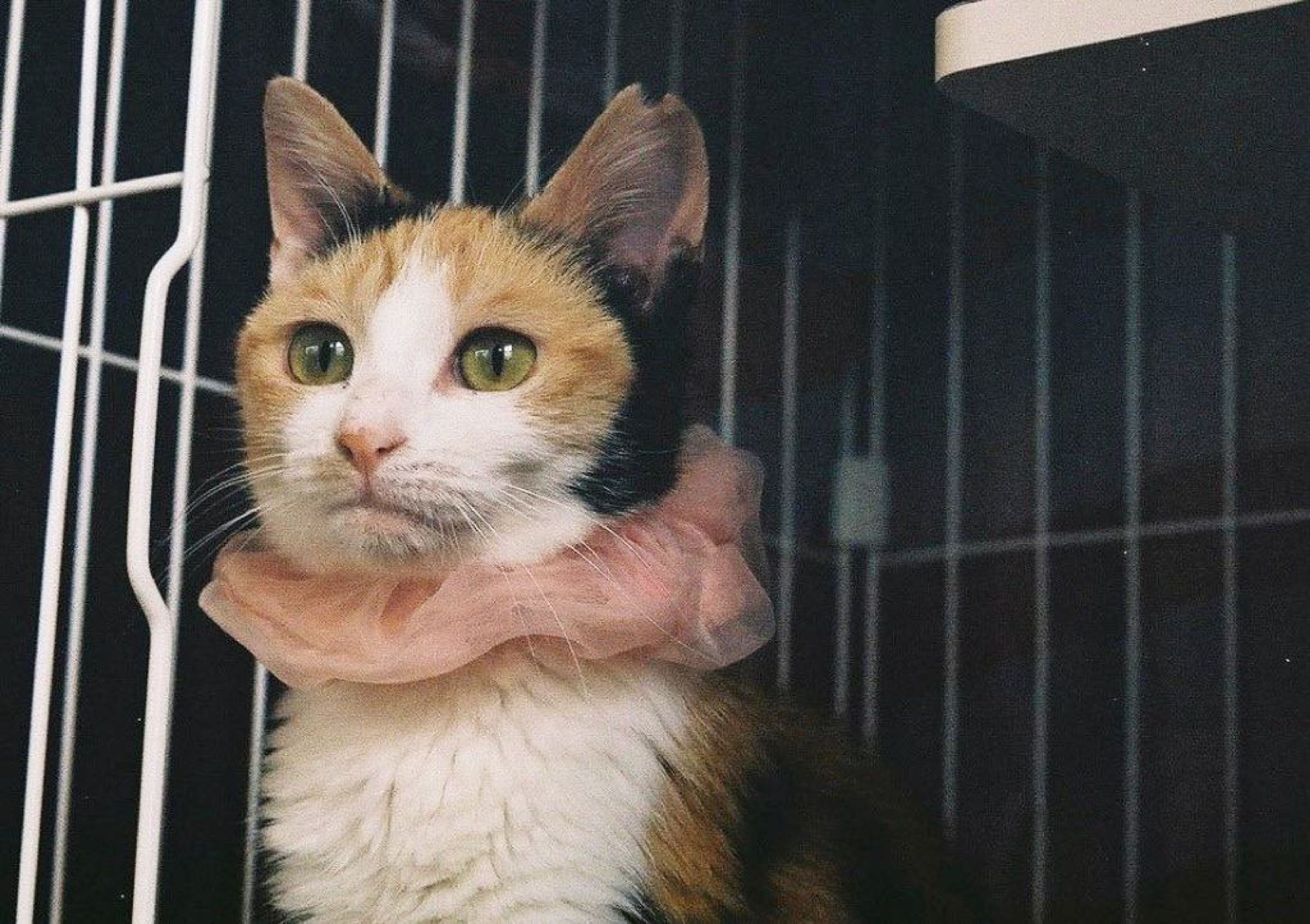 pet-image-5