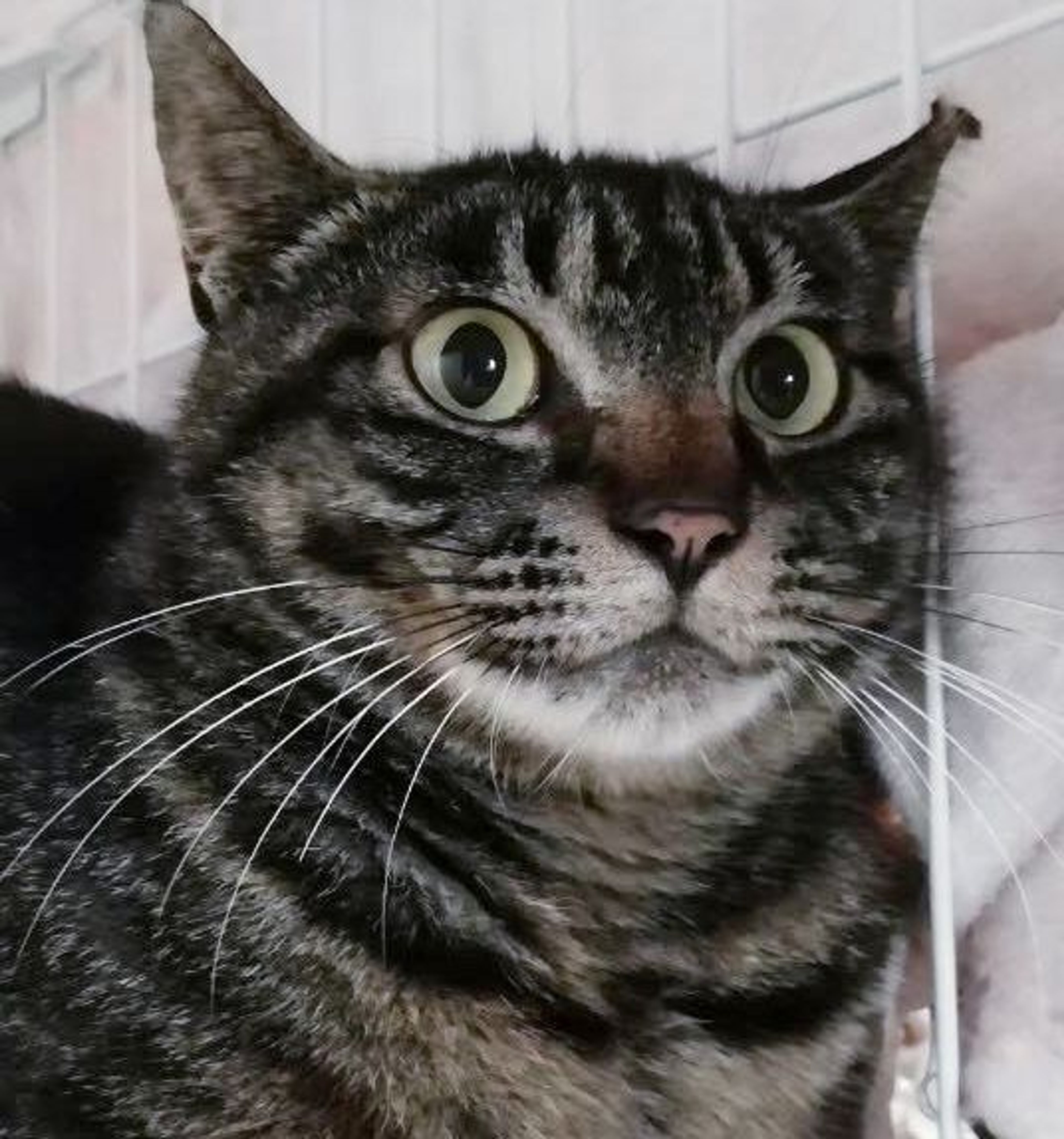 雑種（ミックス猫）・メスの里親募集の写真
