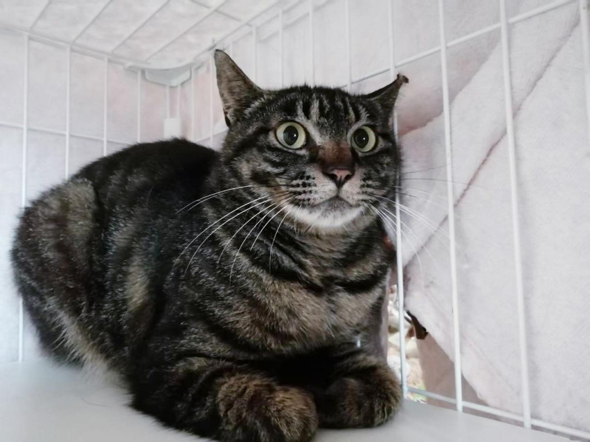 pet-image-4