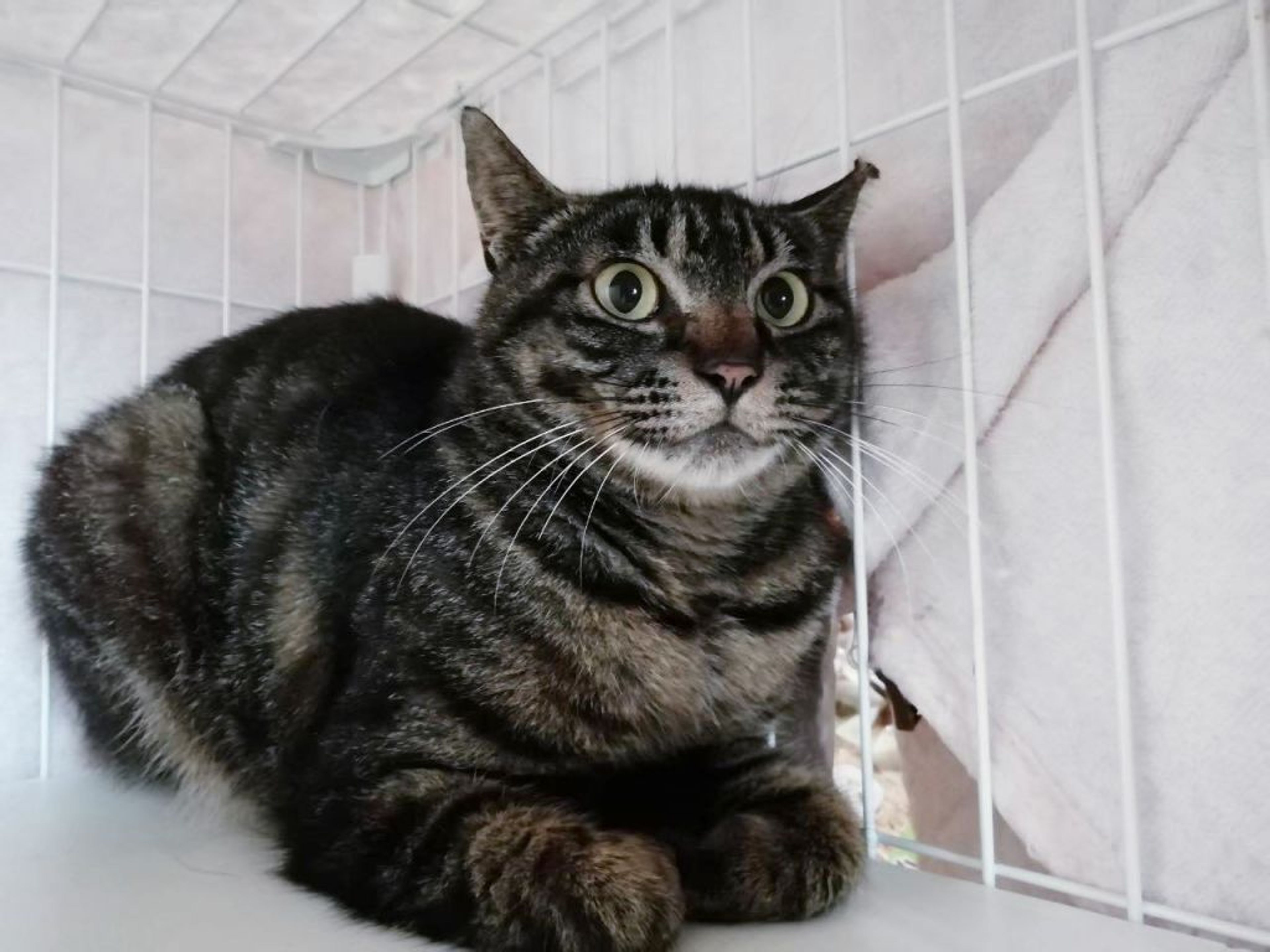 pet-image-4