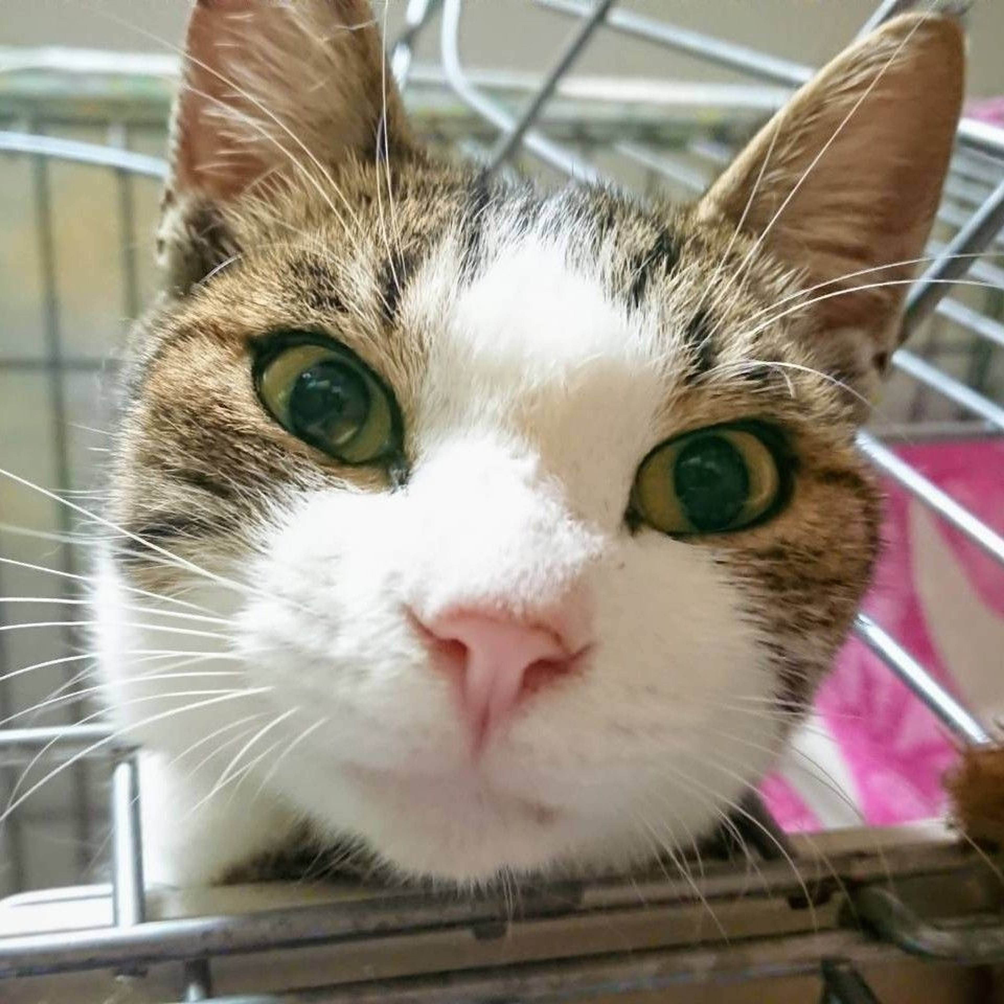 雑種（ミックス猫）・オスの里親募集の写真