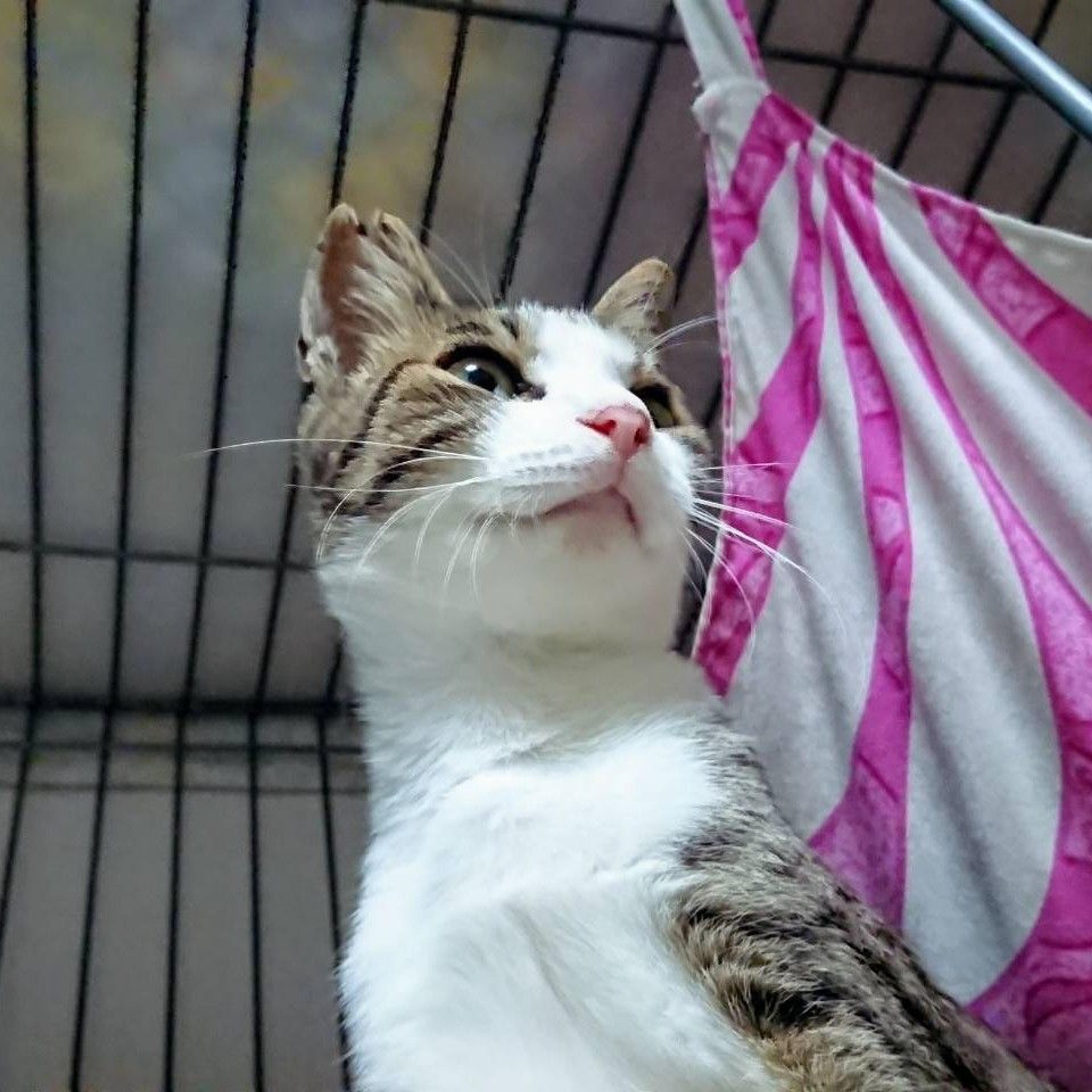 pet-image-2