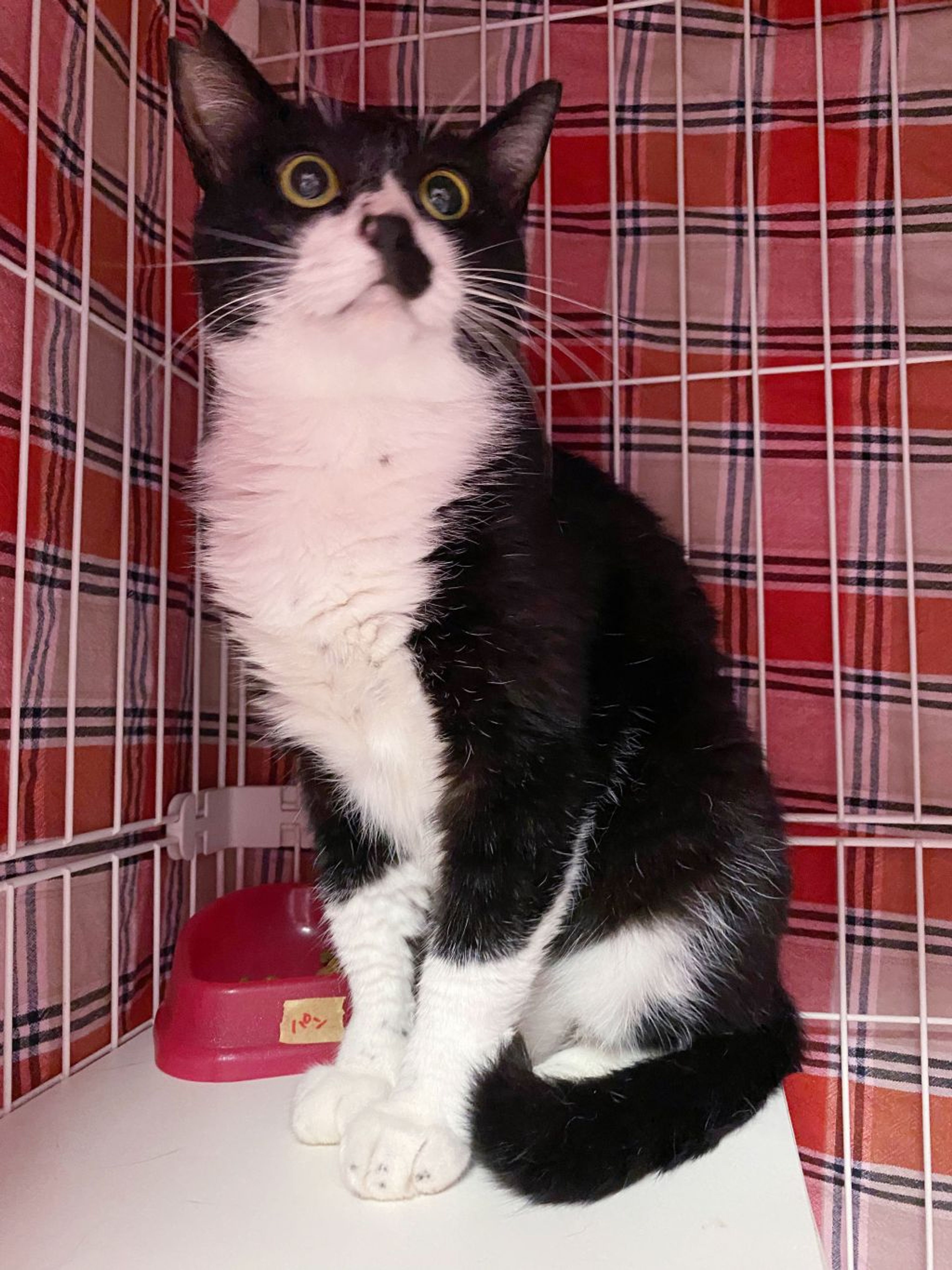 pet-image-2
