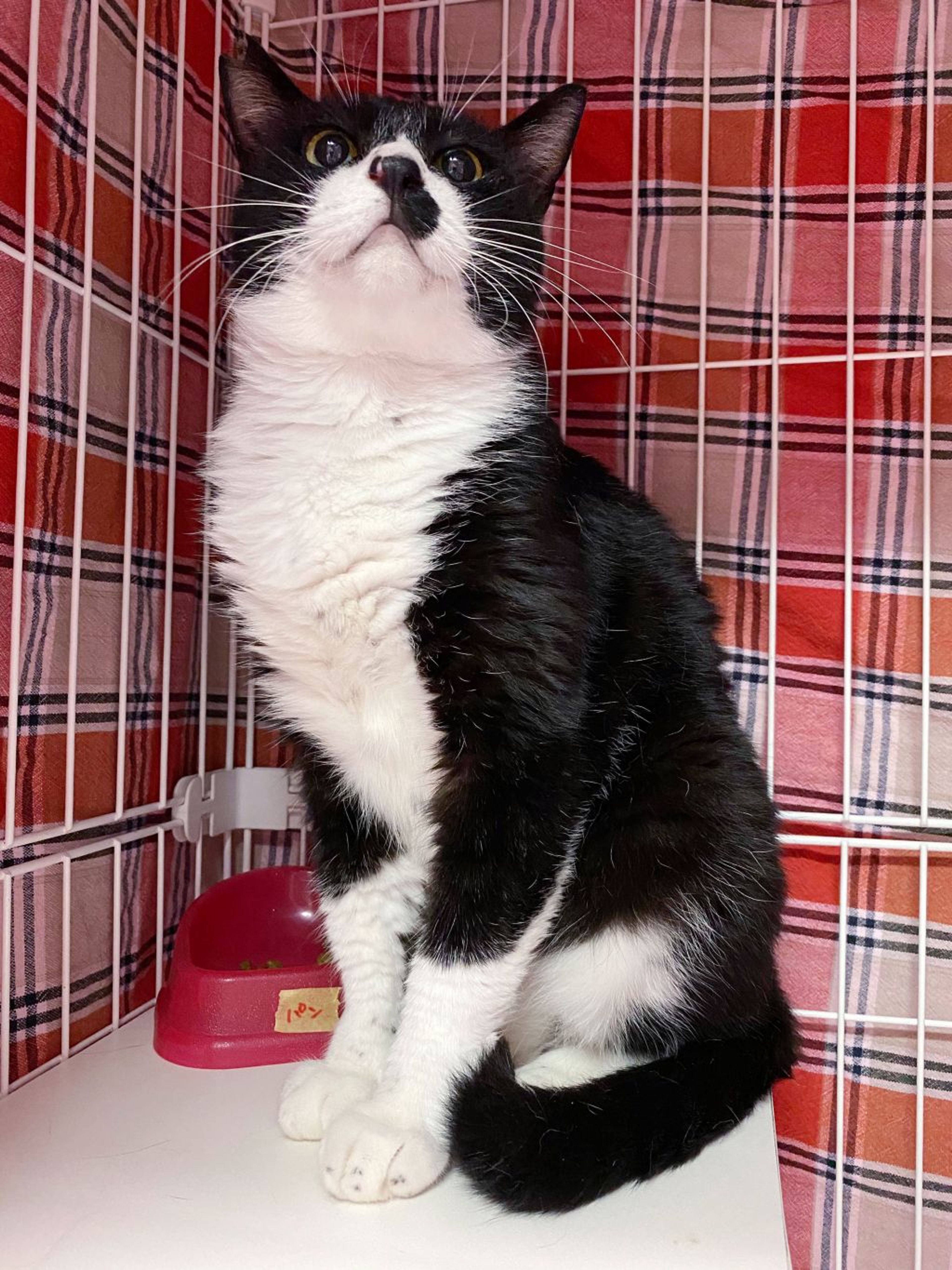pet-image-3