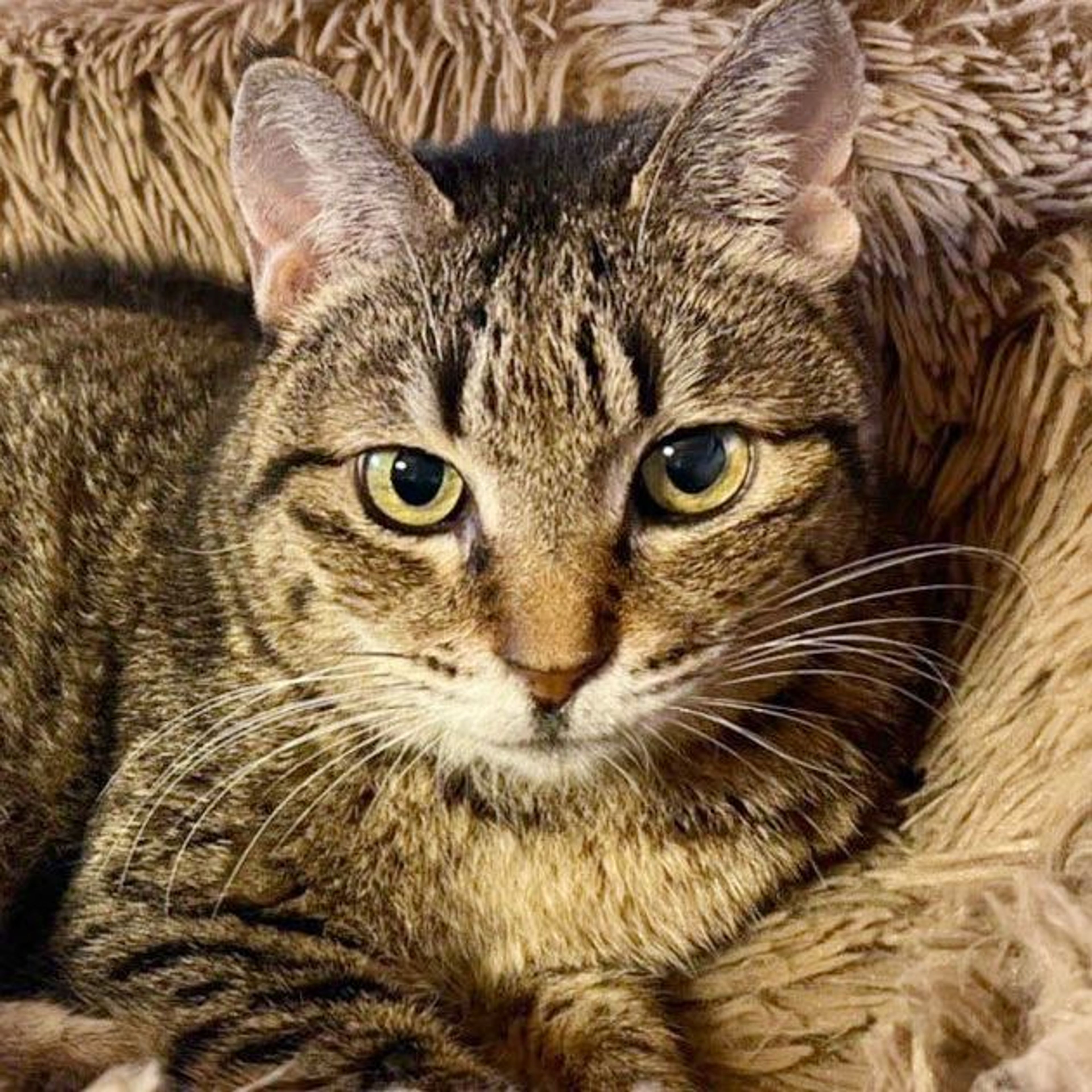 雑種（ミックス猫）・メスの里親募集の写真