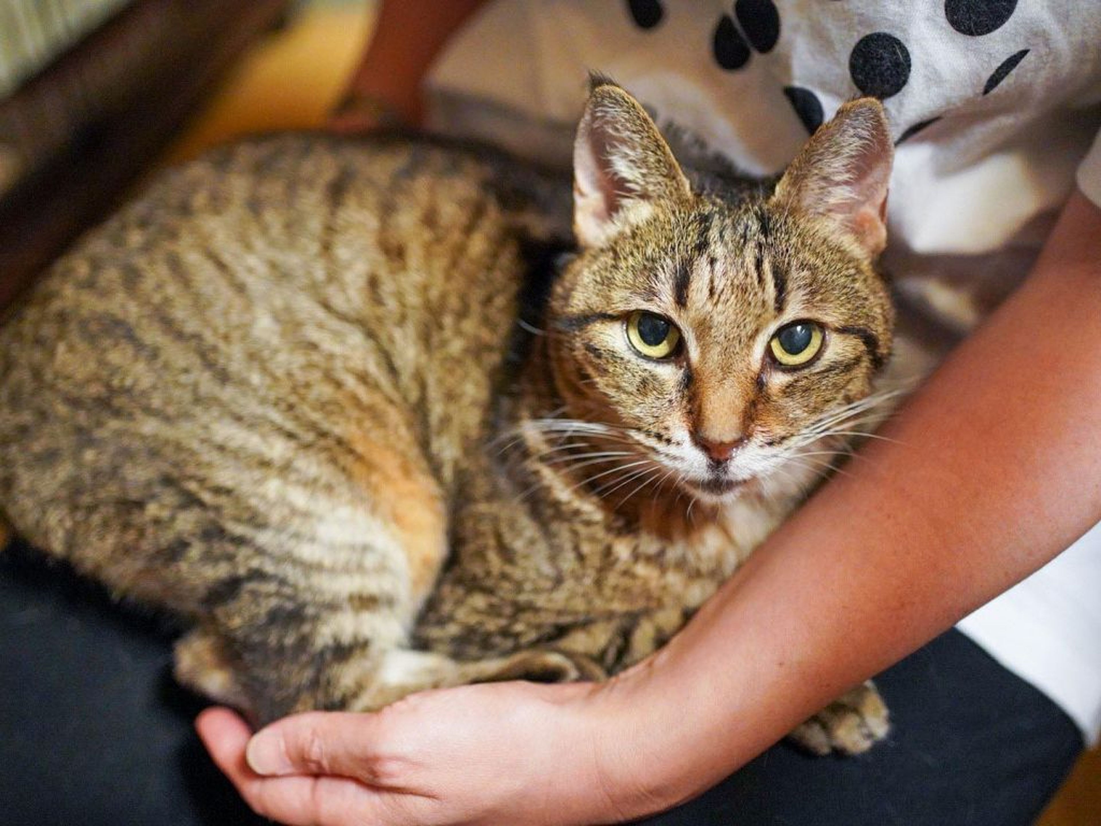 pet-image-2