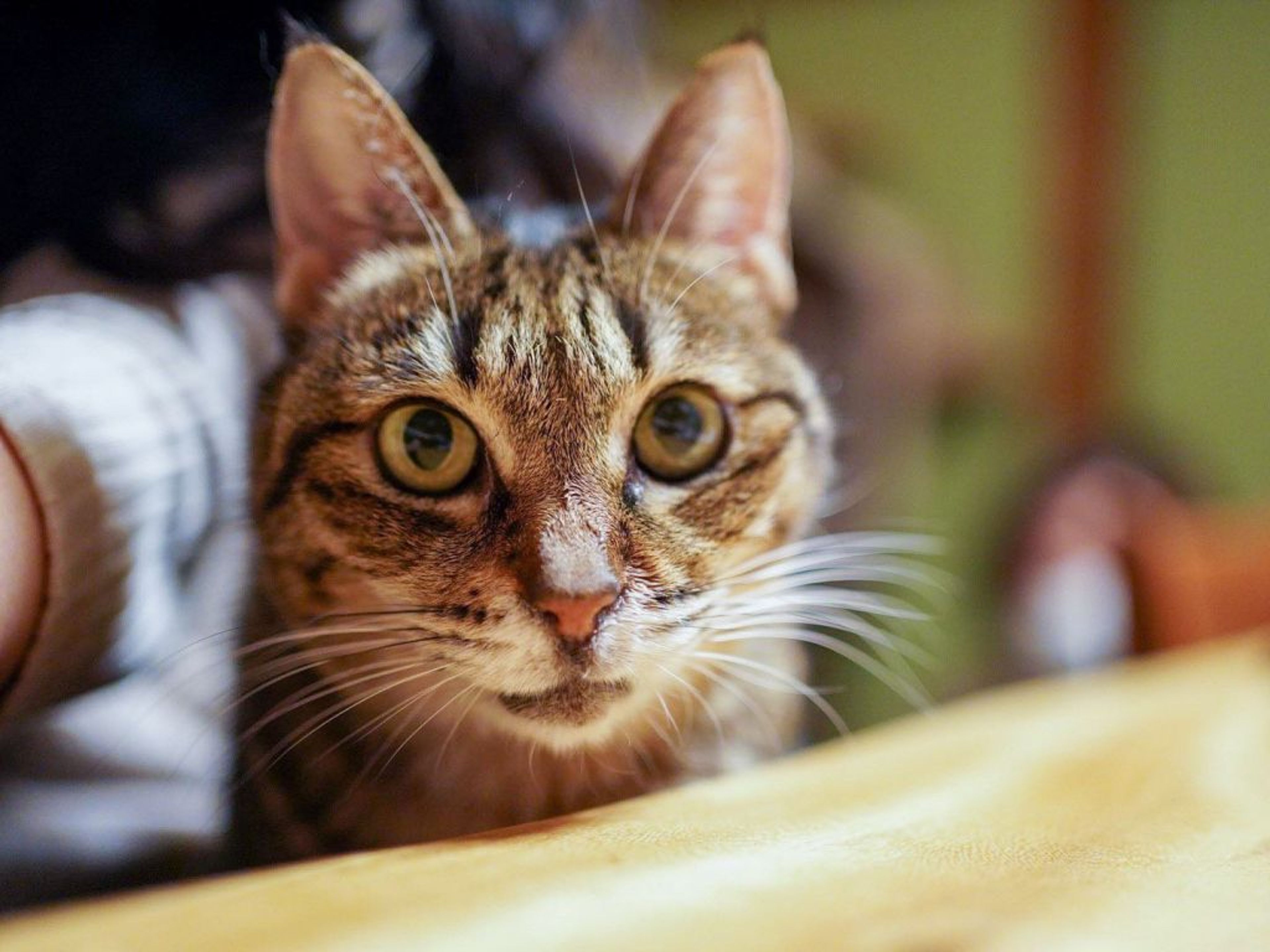 pet-image-4