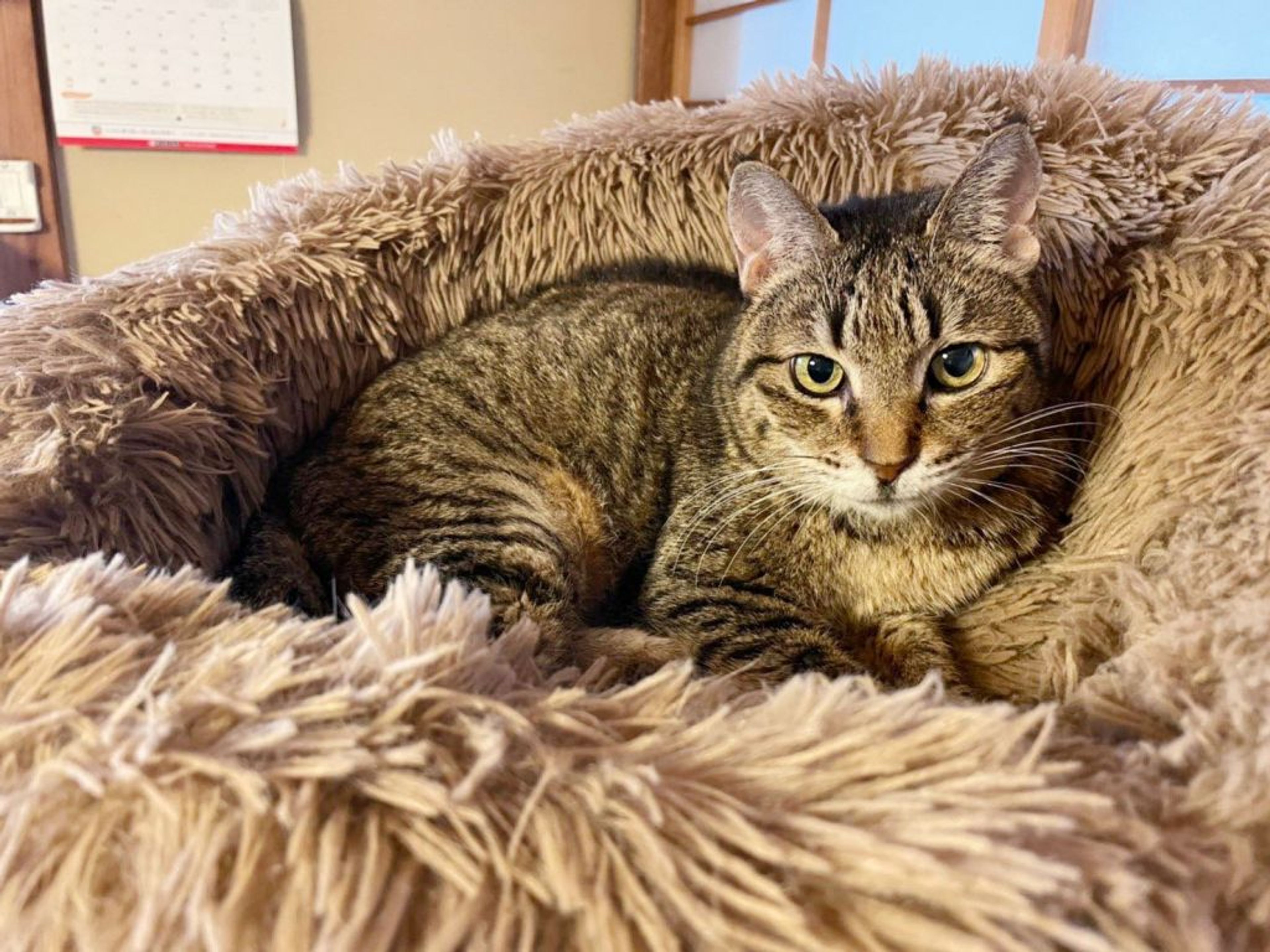 pet-image-5