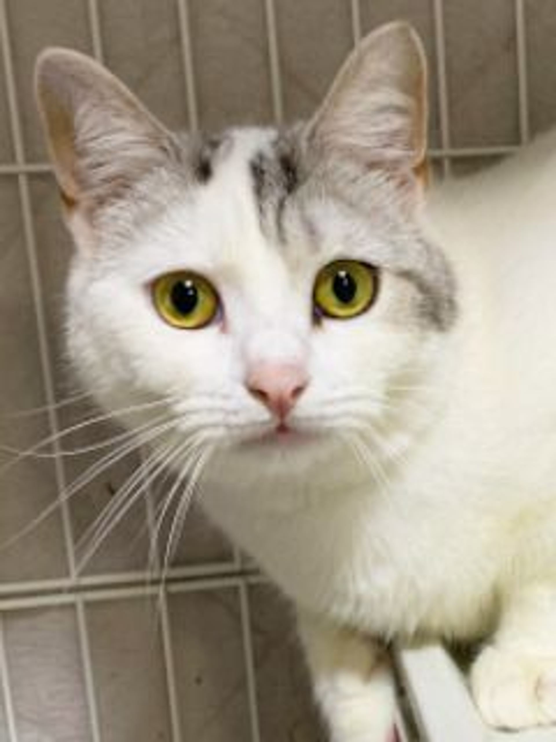 雑種（ミックス猫）・オスの里親募集の写真