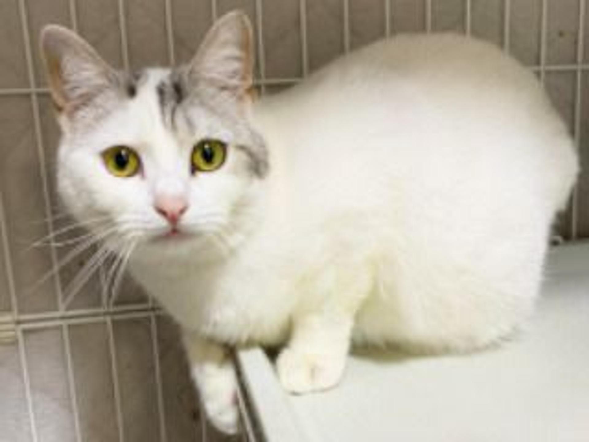 pet-image-5
