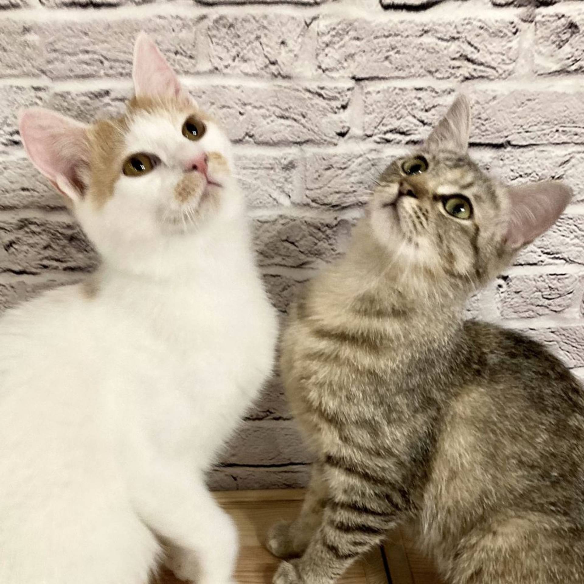 雑種（ミックス猫）・メスの里親募集の写真