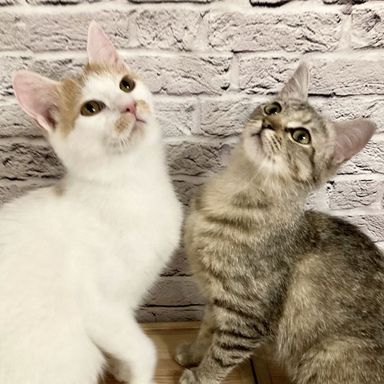 レモ＆ネードの写真