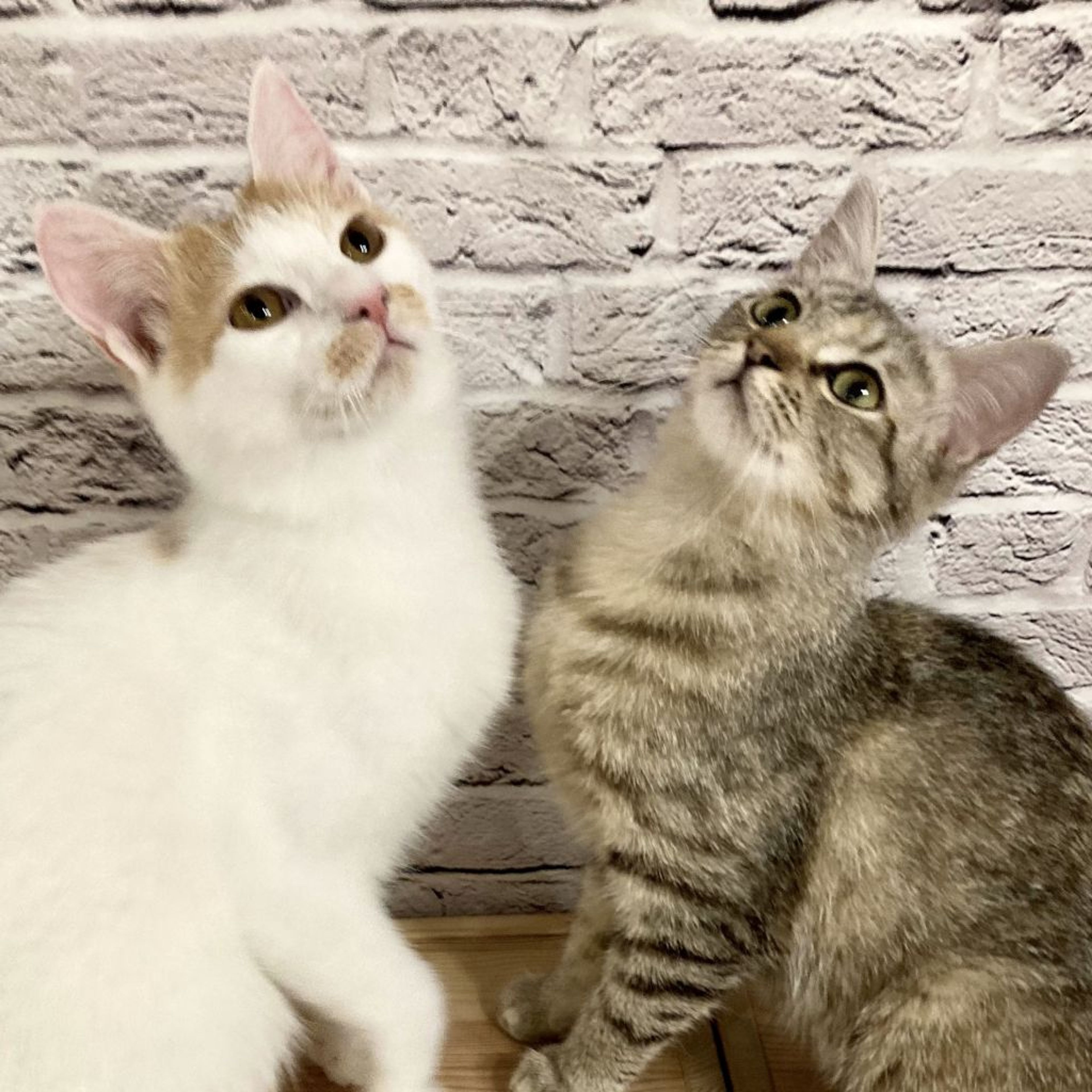 雑種（ミックス猫）・メスの里親募集の写真