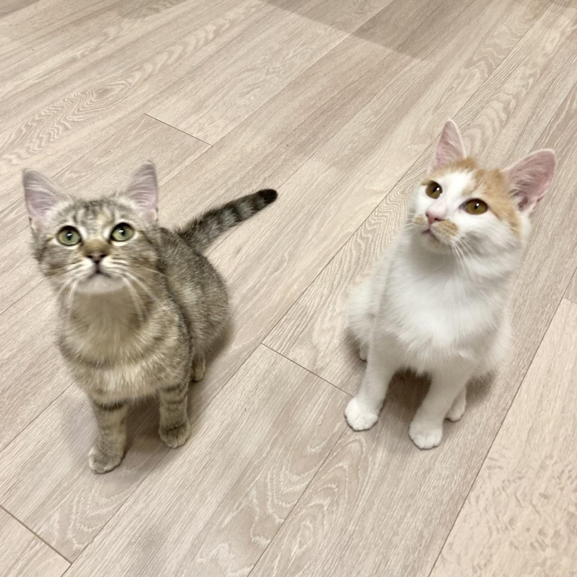pet-image-2