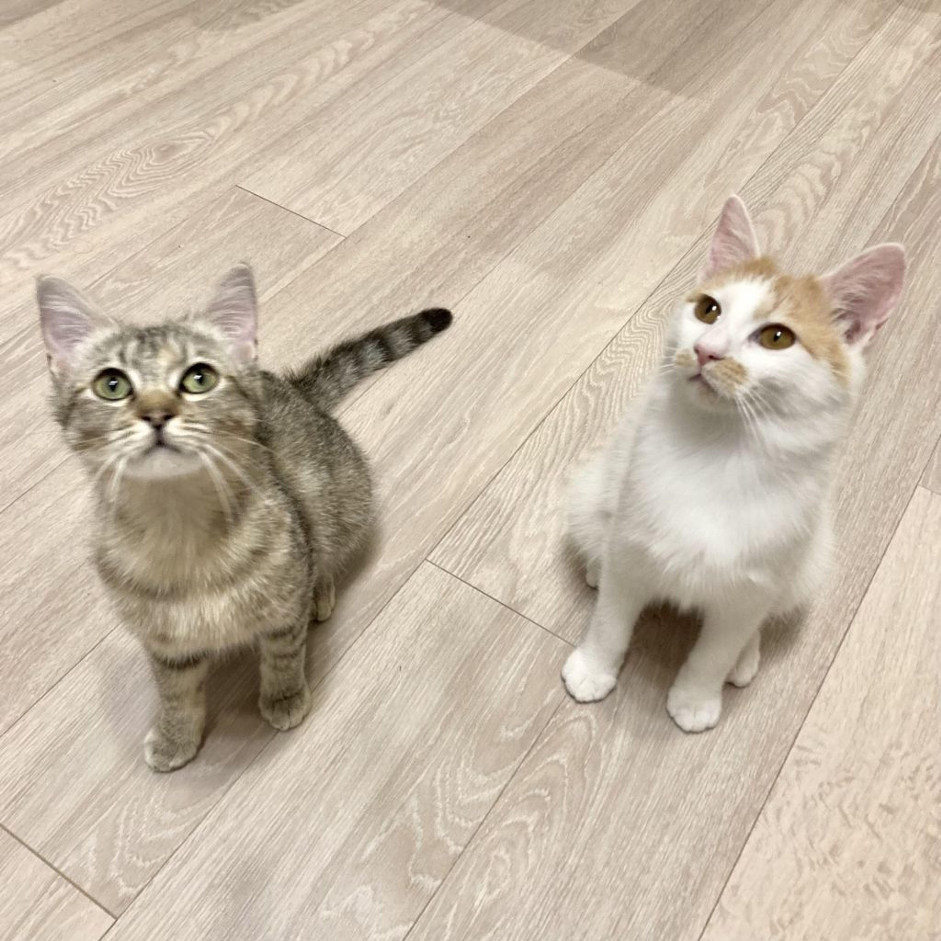 pet-image-2