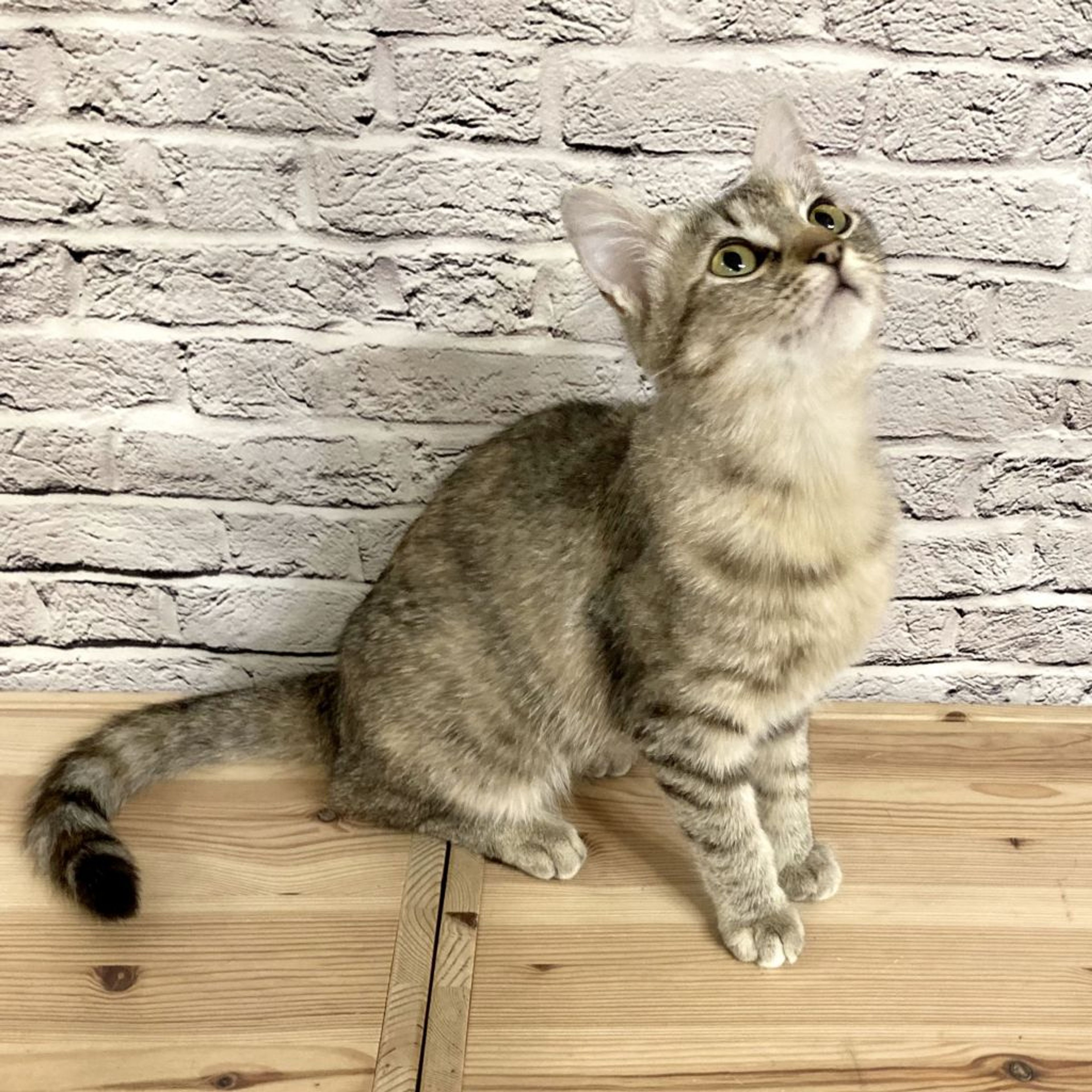 pet-image-3