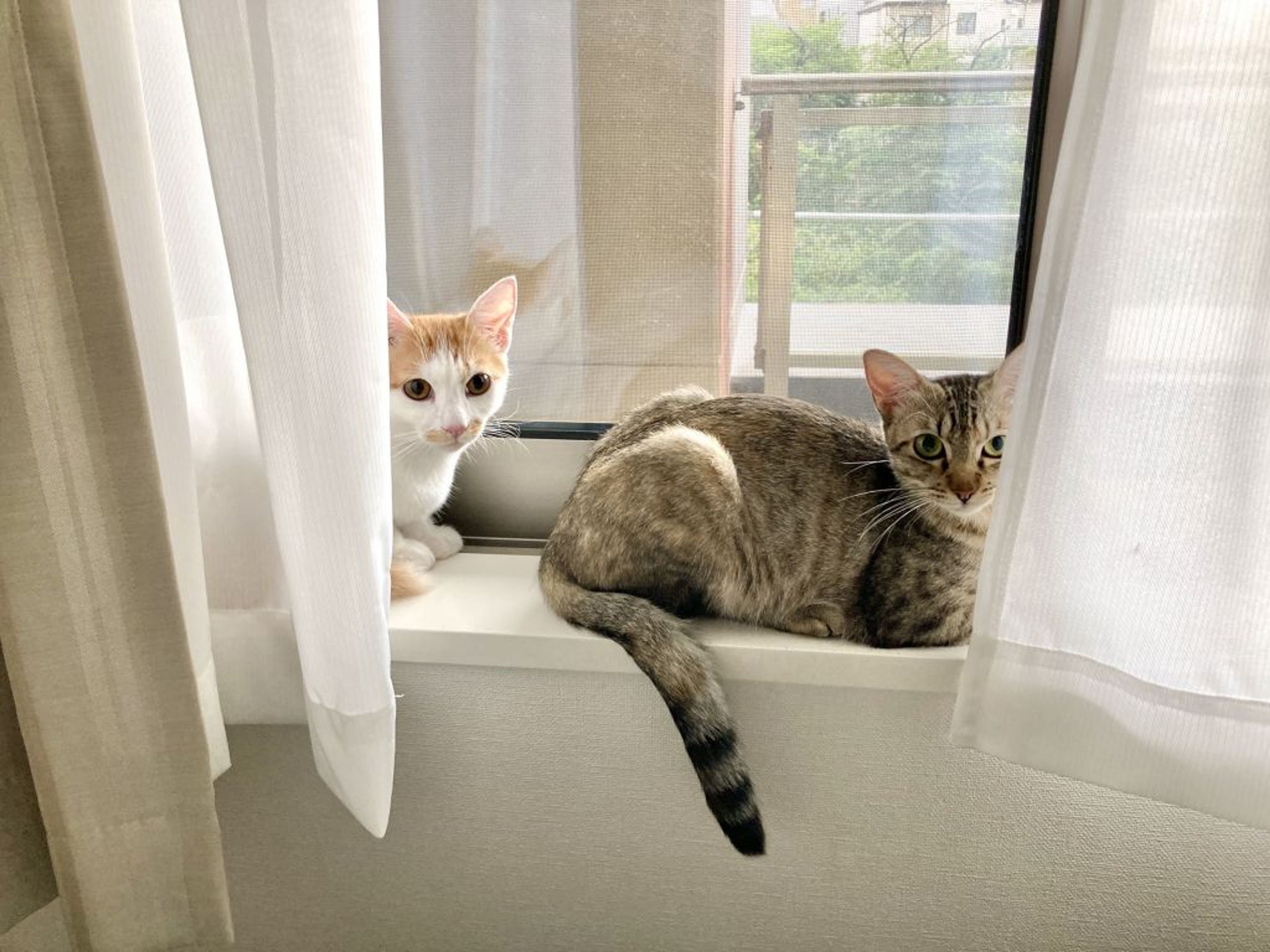 pet-image-5