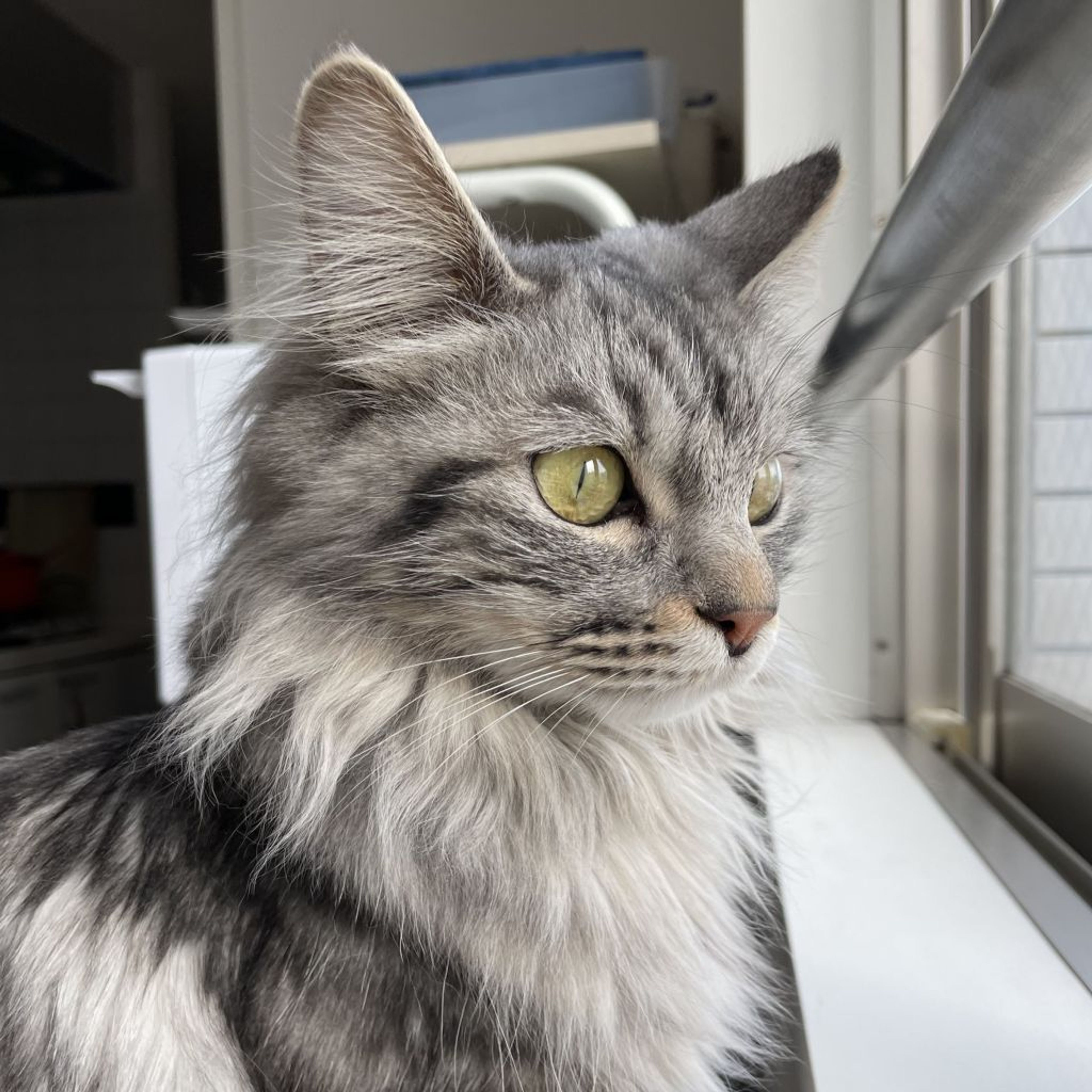 雑種（ミックス猫）・メスの里親募集の写真