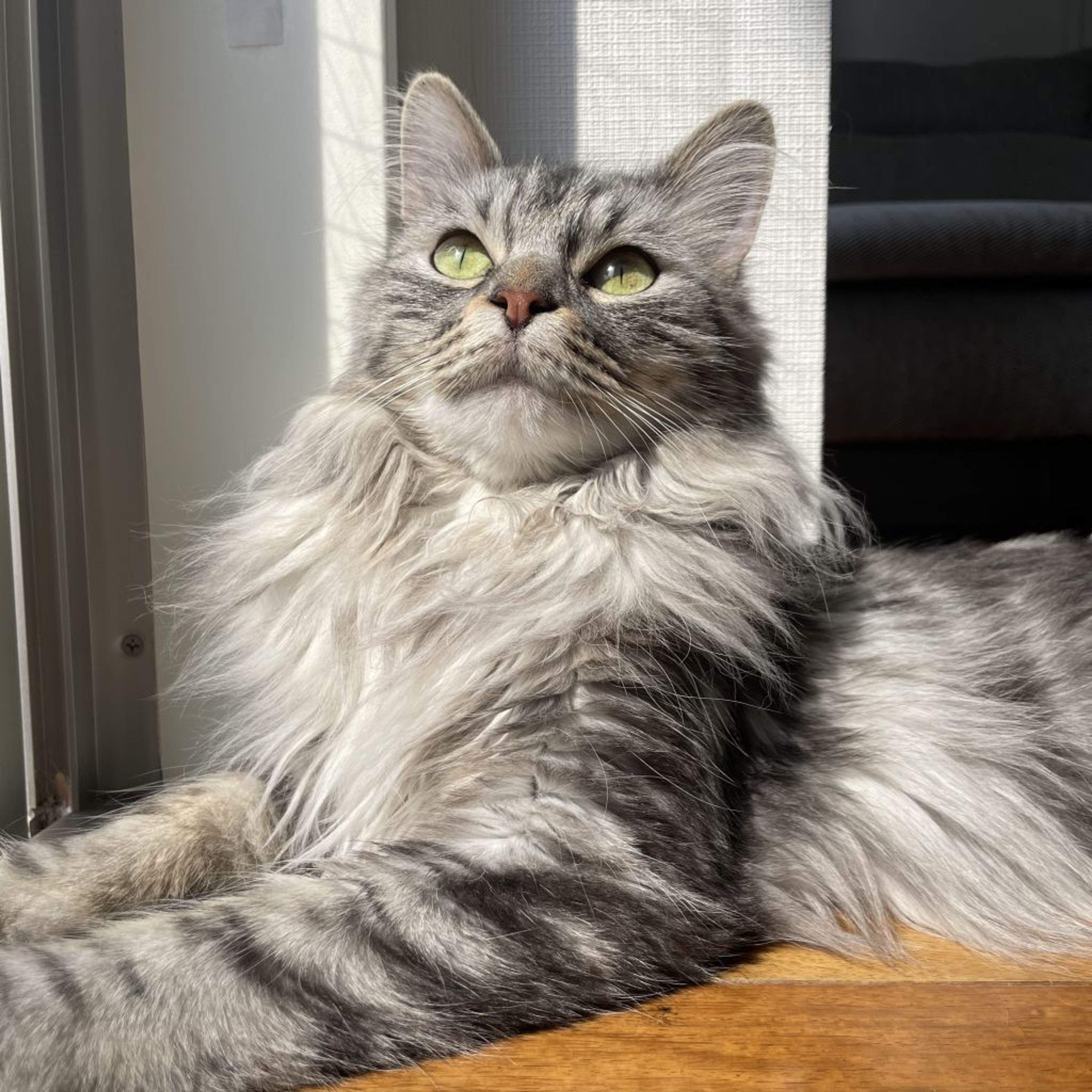 pet-image-2