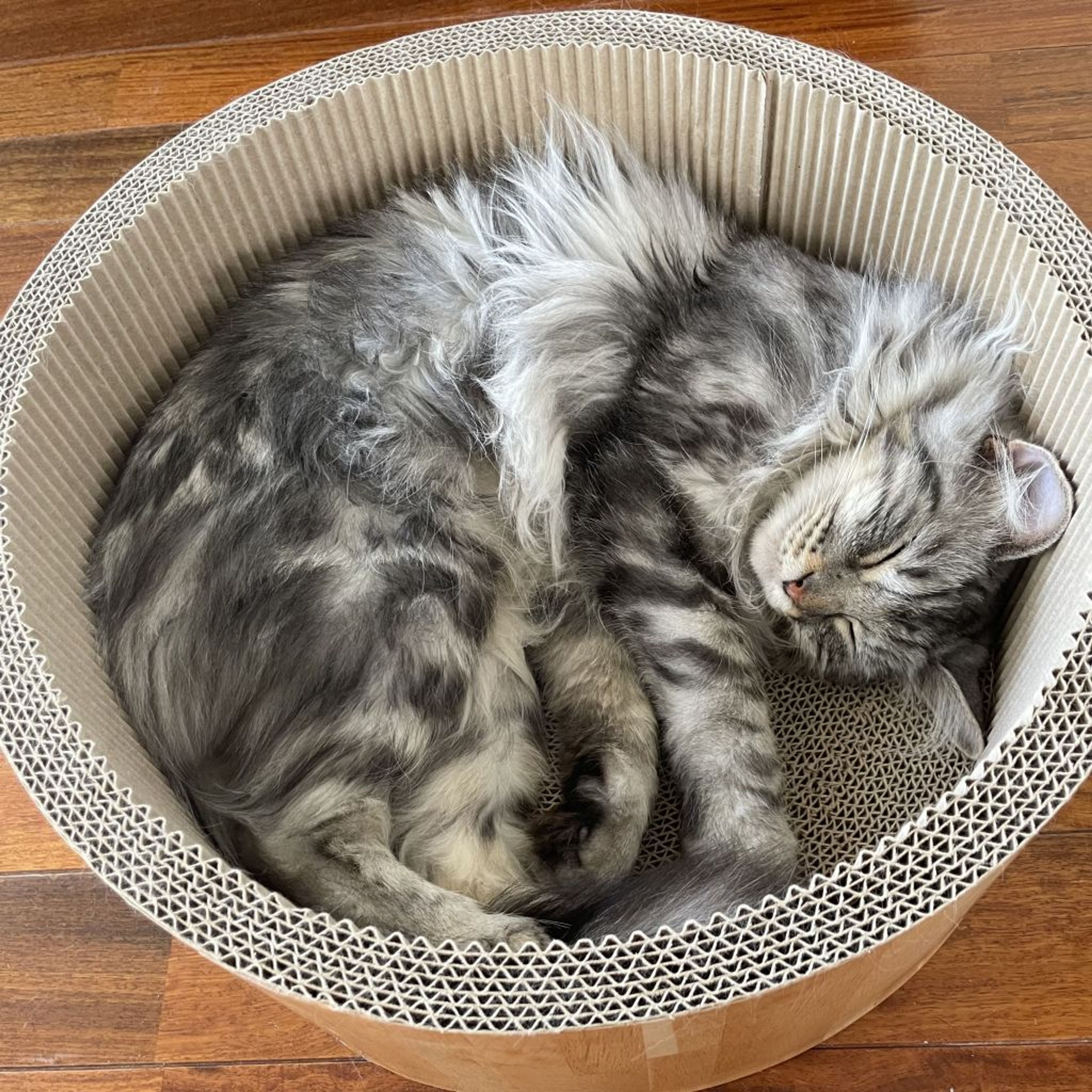 pet-image-4