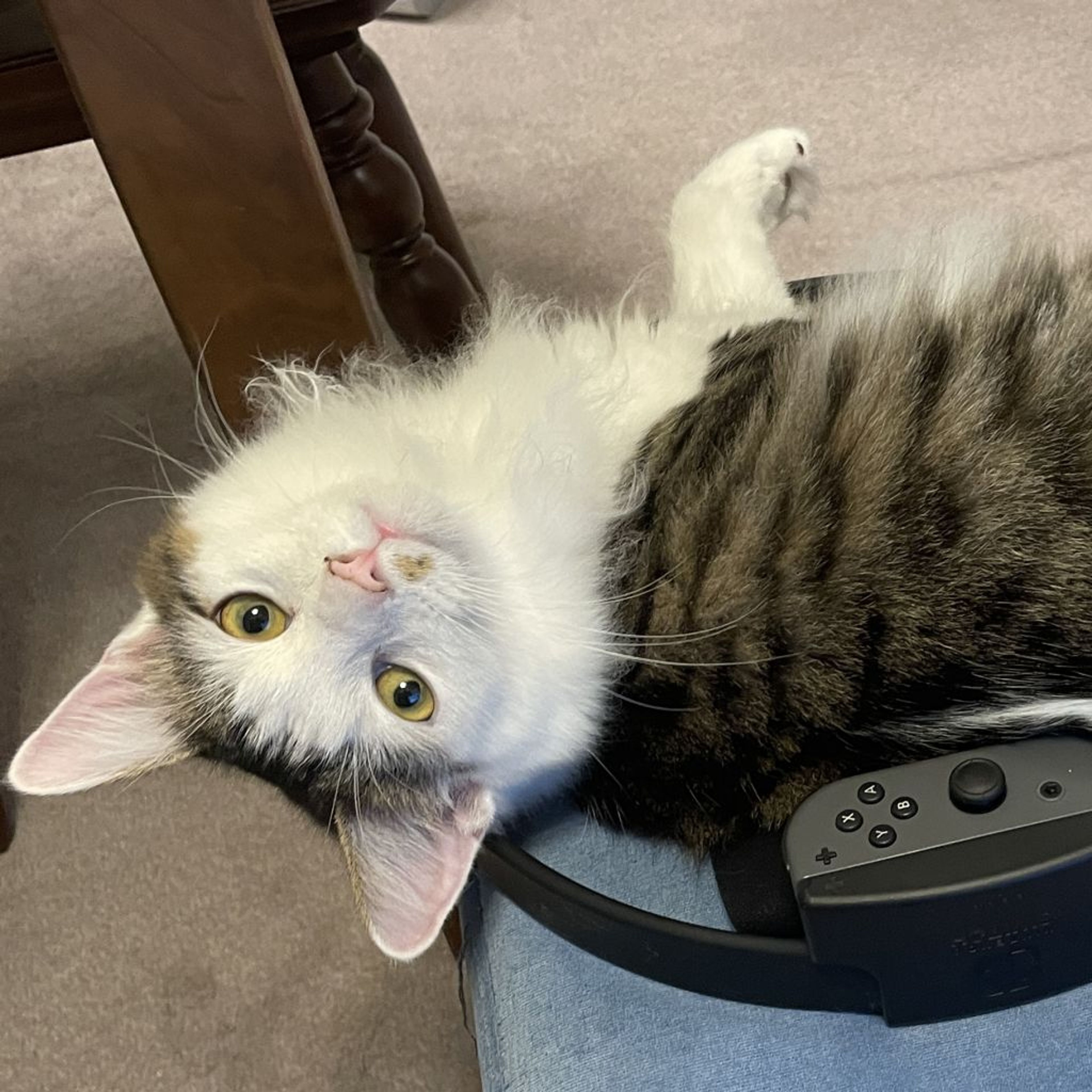 pet-image-3