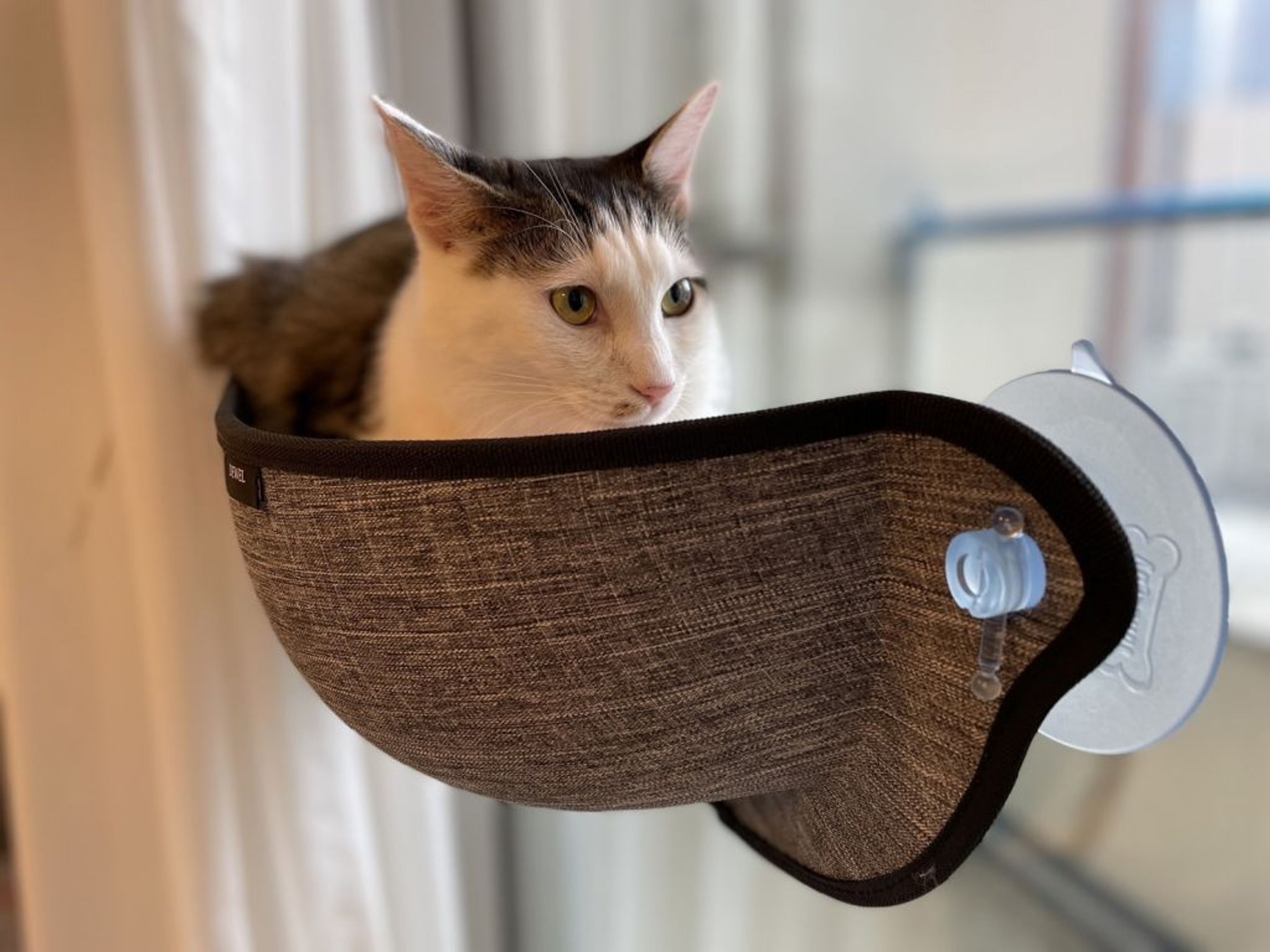 pet-image-4