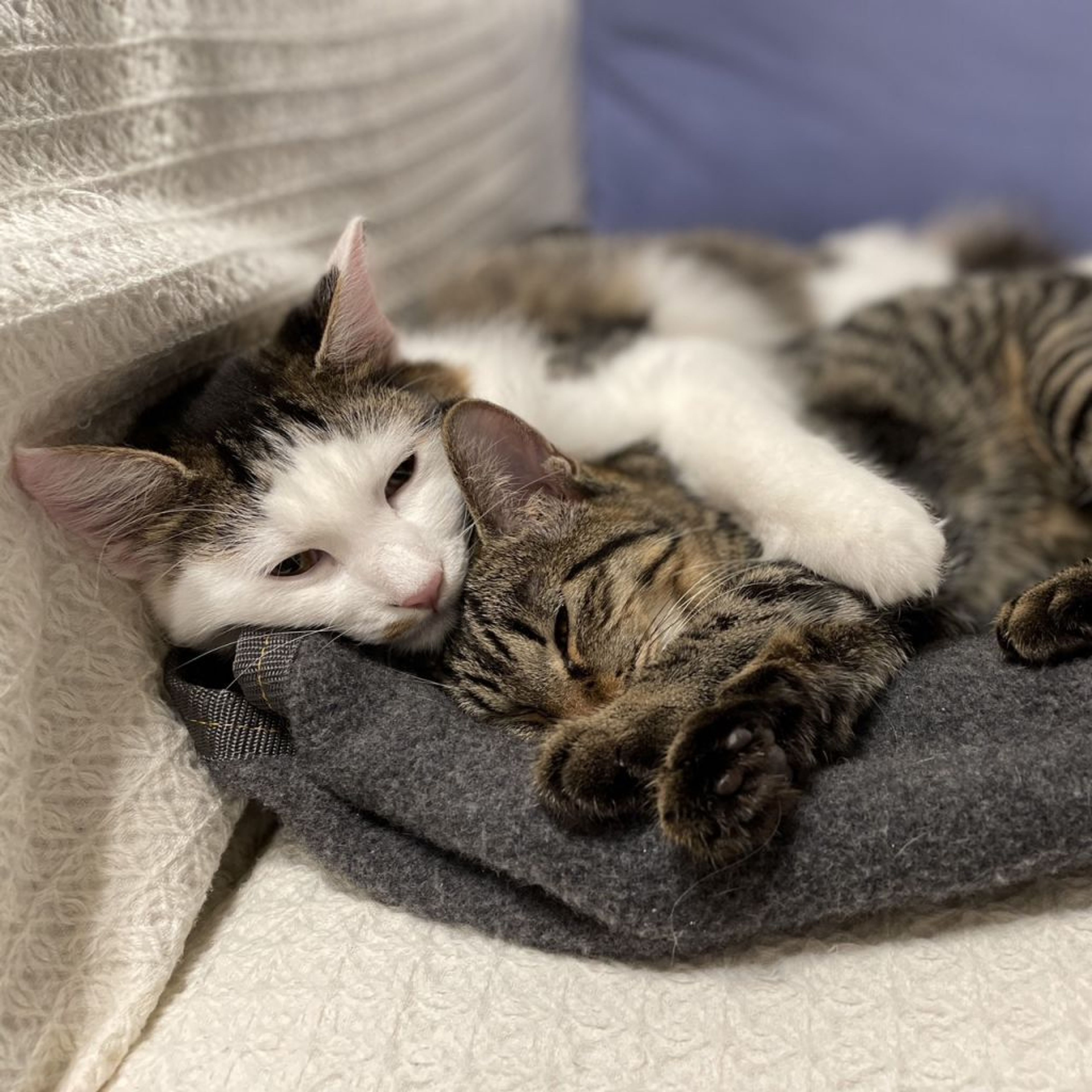 pet-image-5