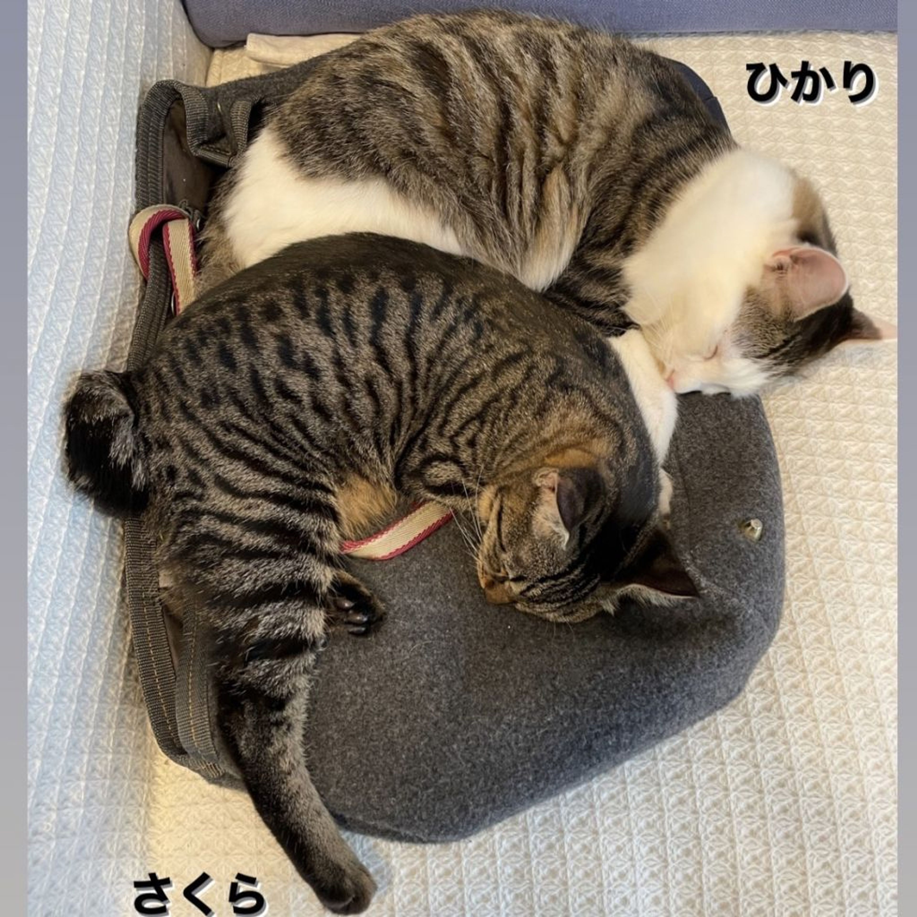 pet-image-7