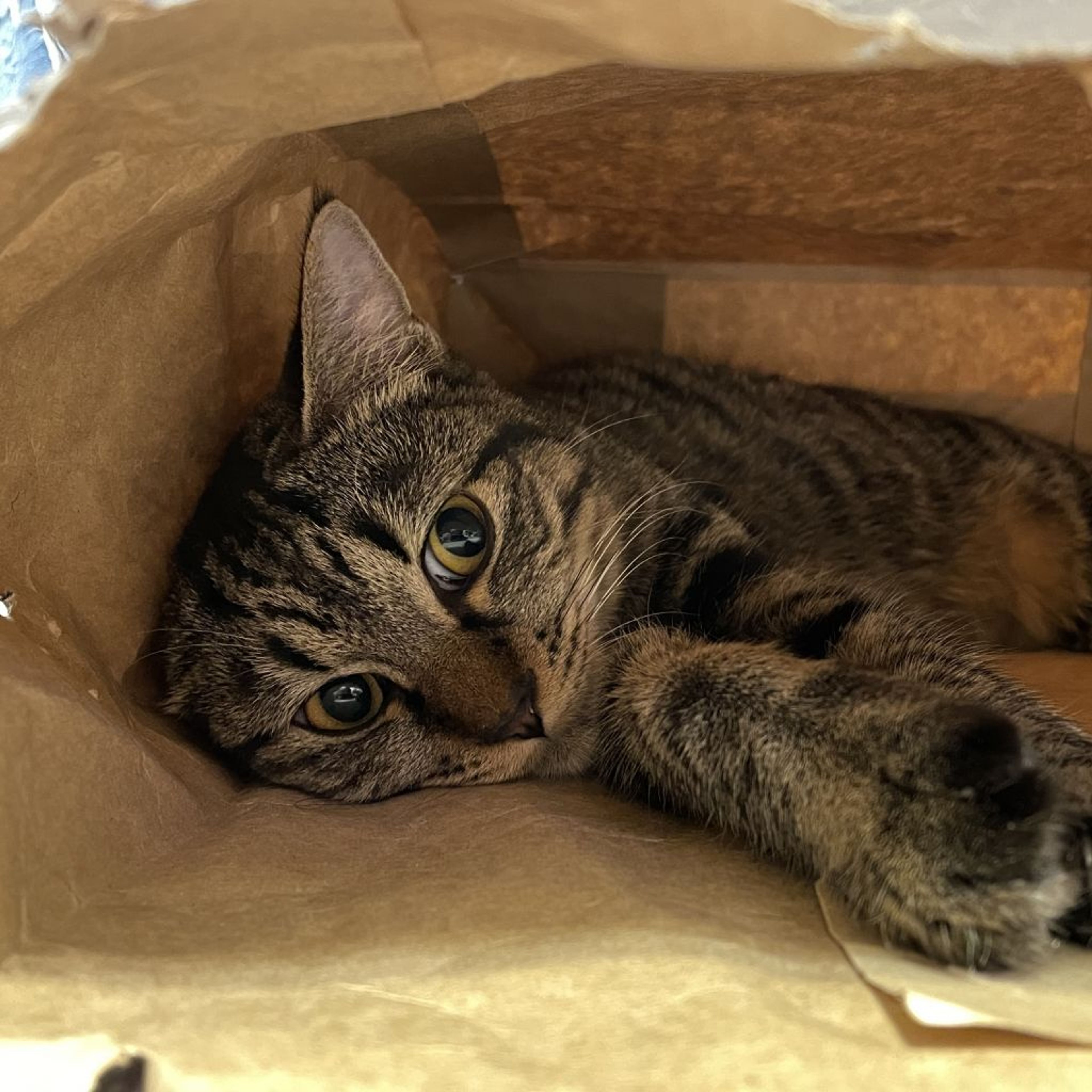 pet-image-8