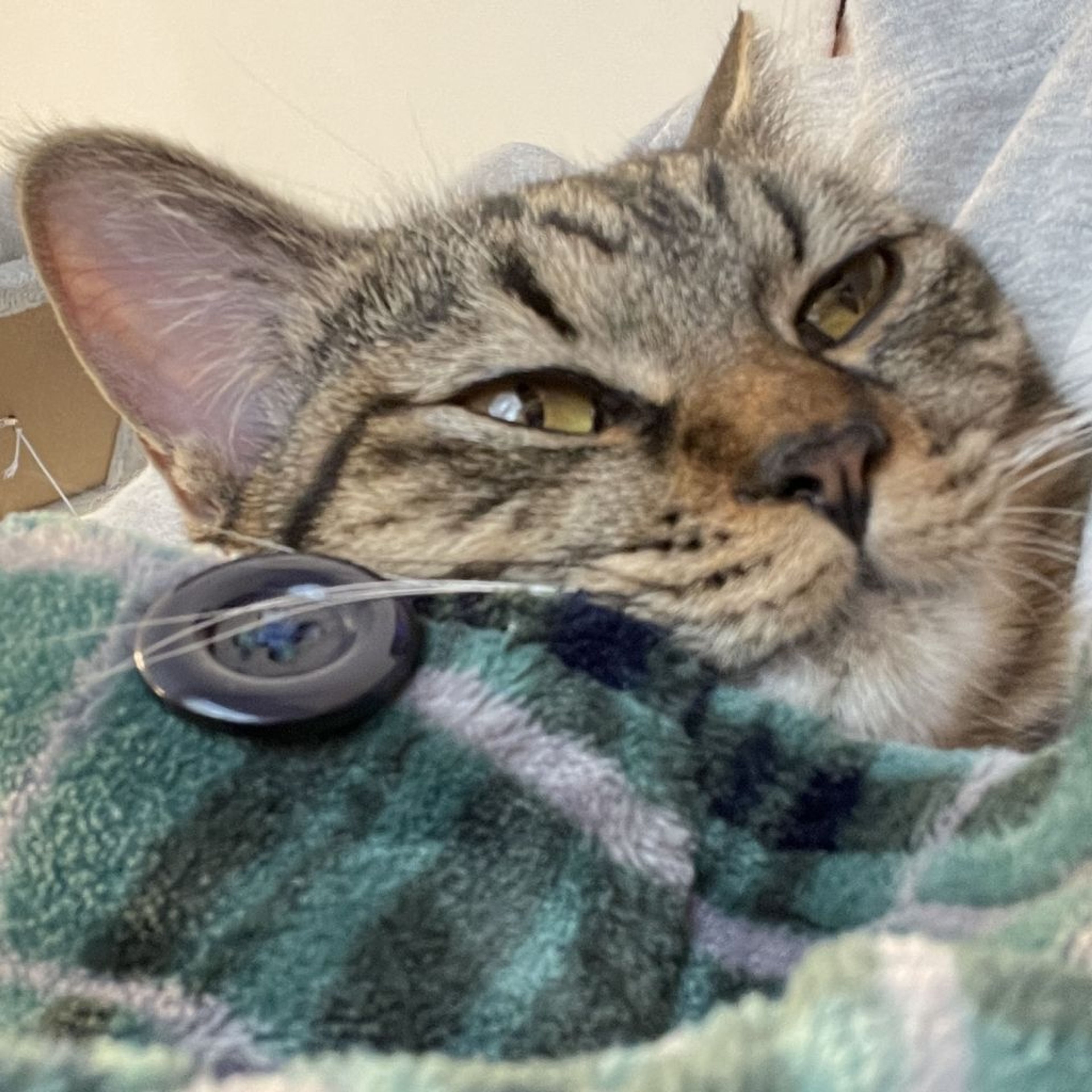 pet-image-9