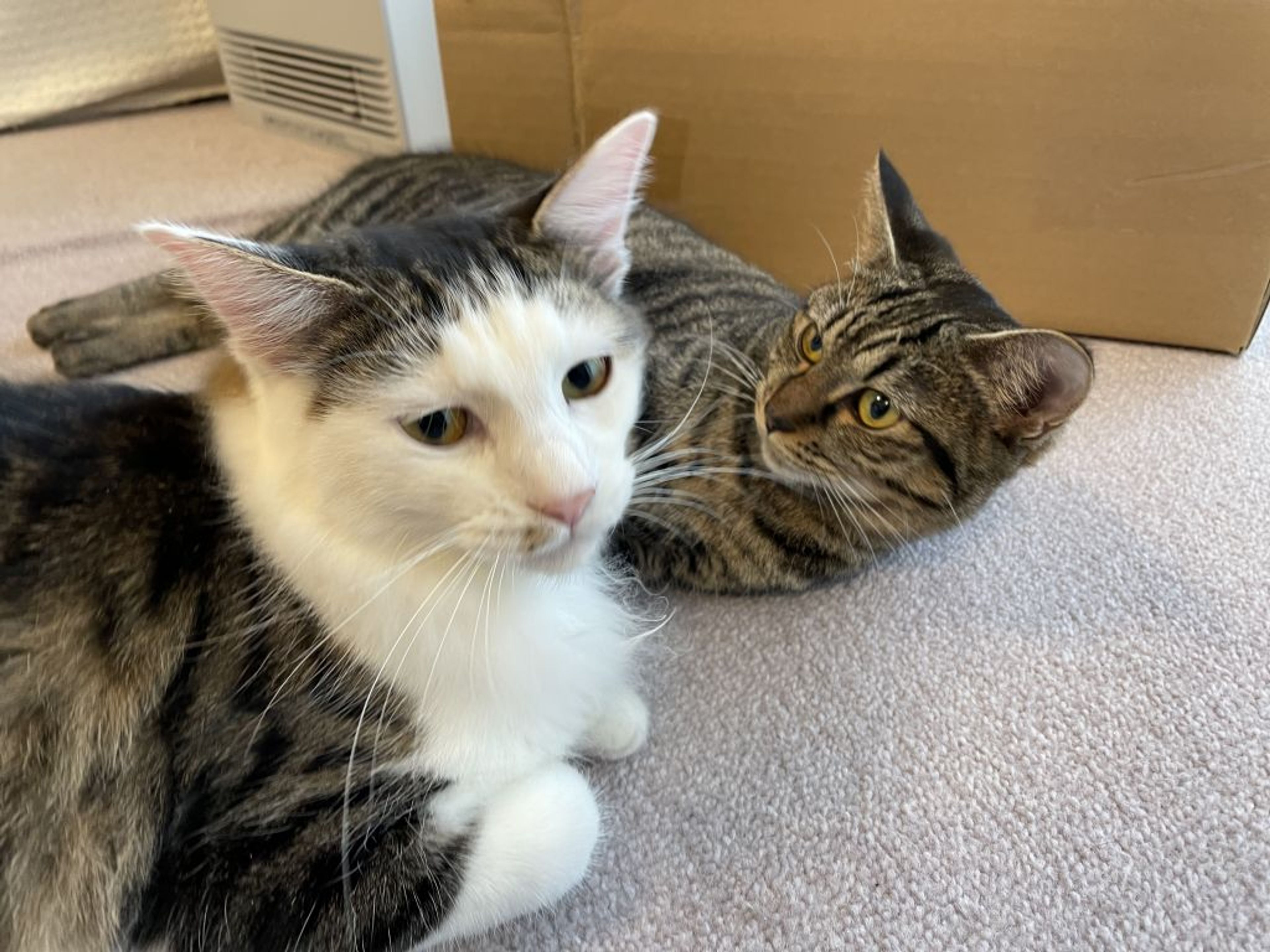 pet-image-2