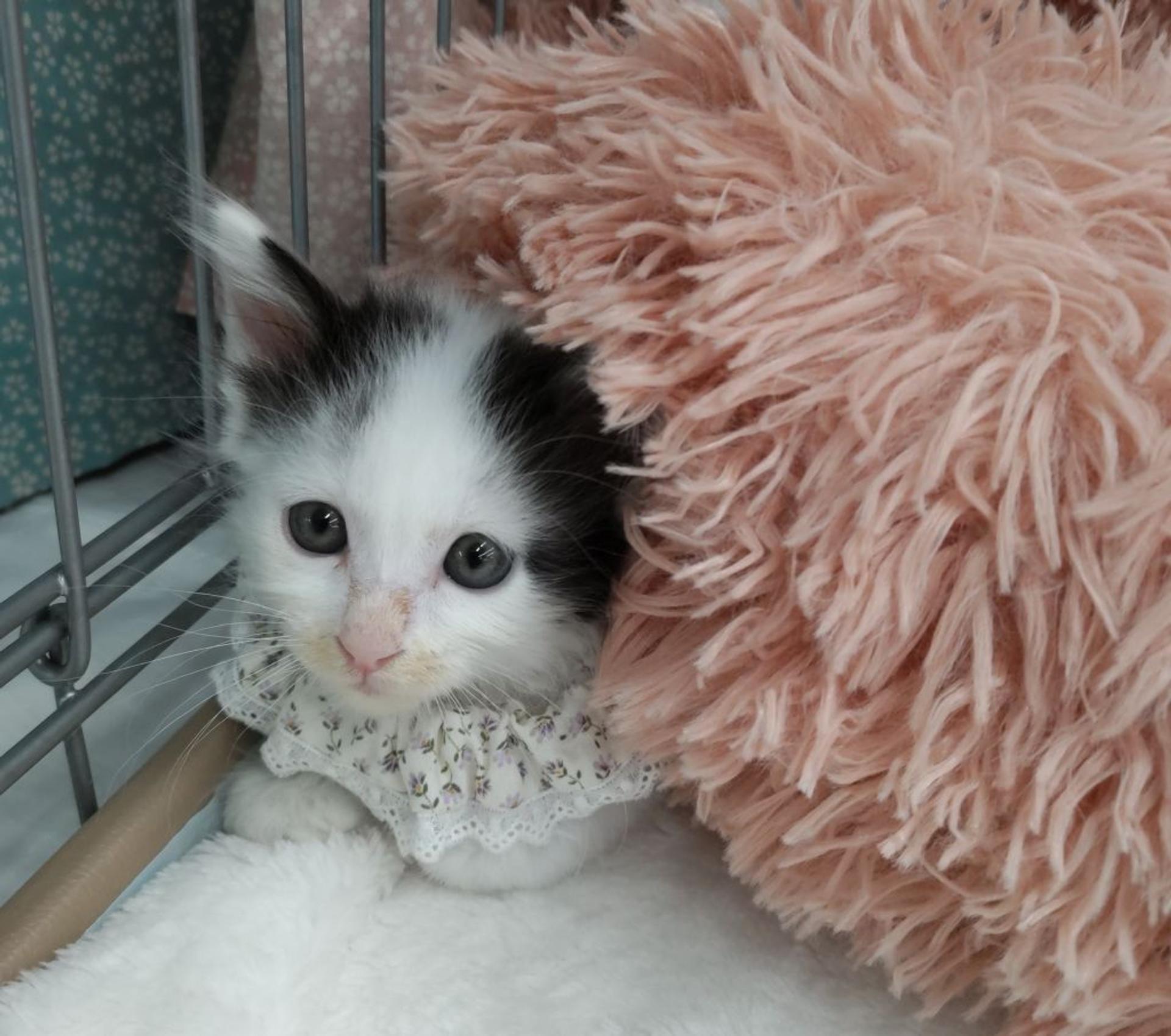 pet-image-3
