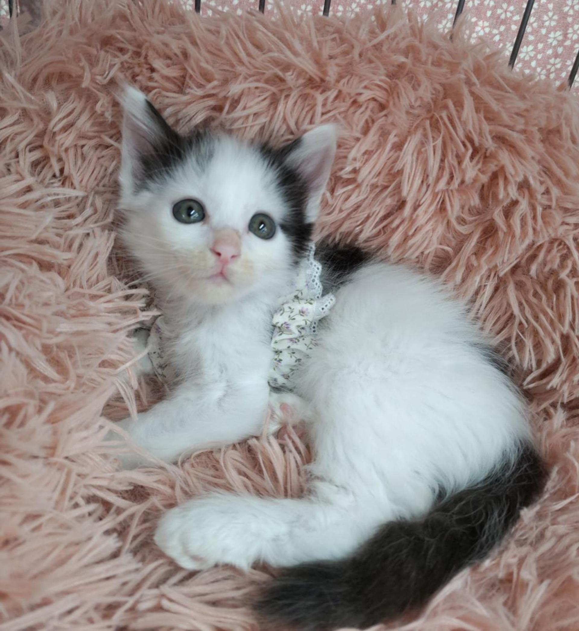 pet-image-5