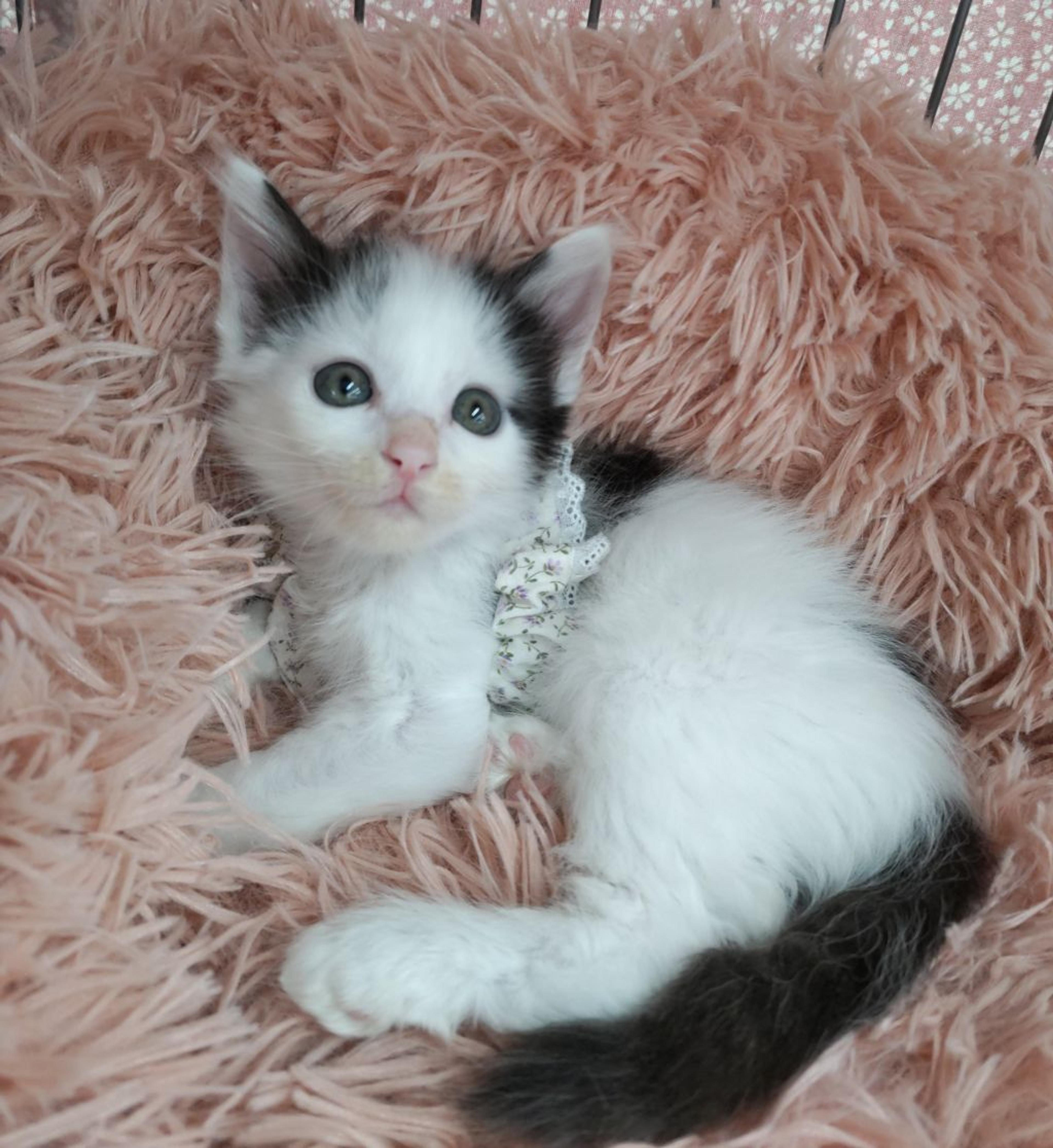 pet-image-5