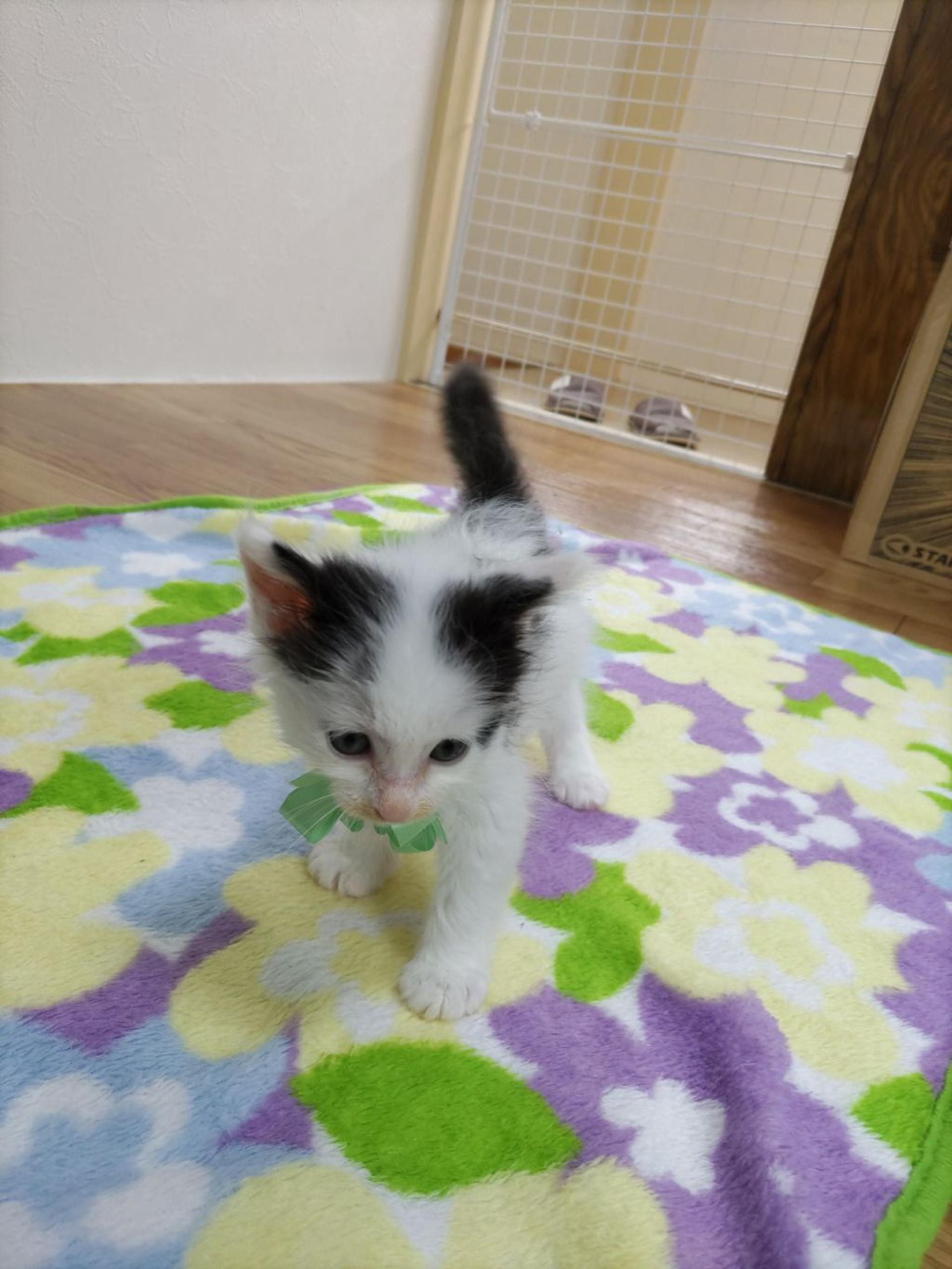 pet-image-6
