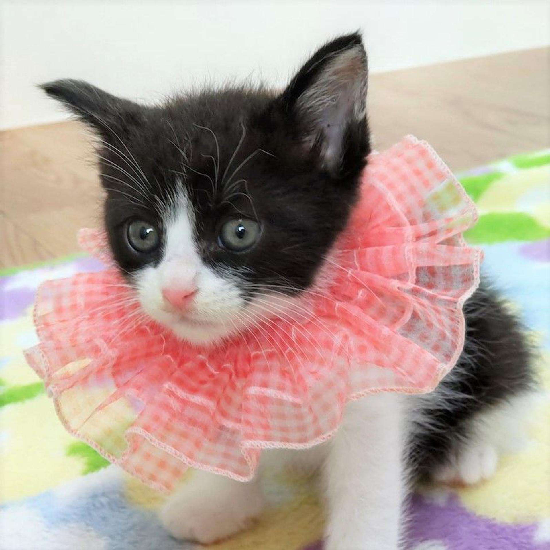 pet-image-3