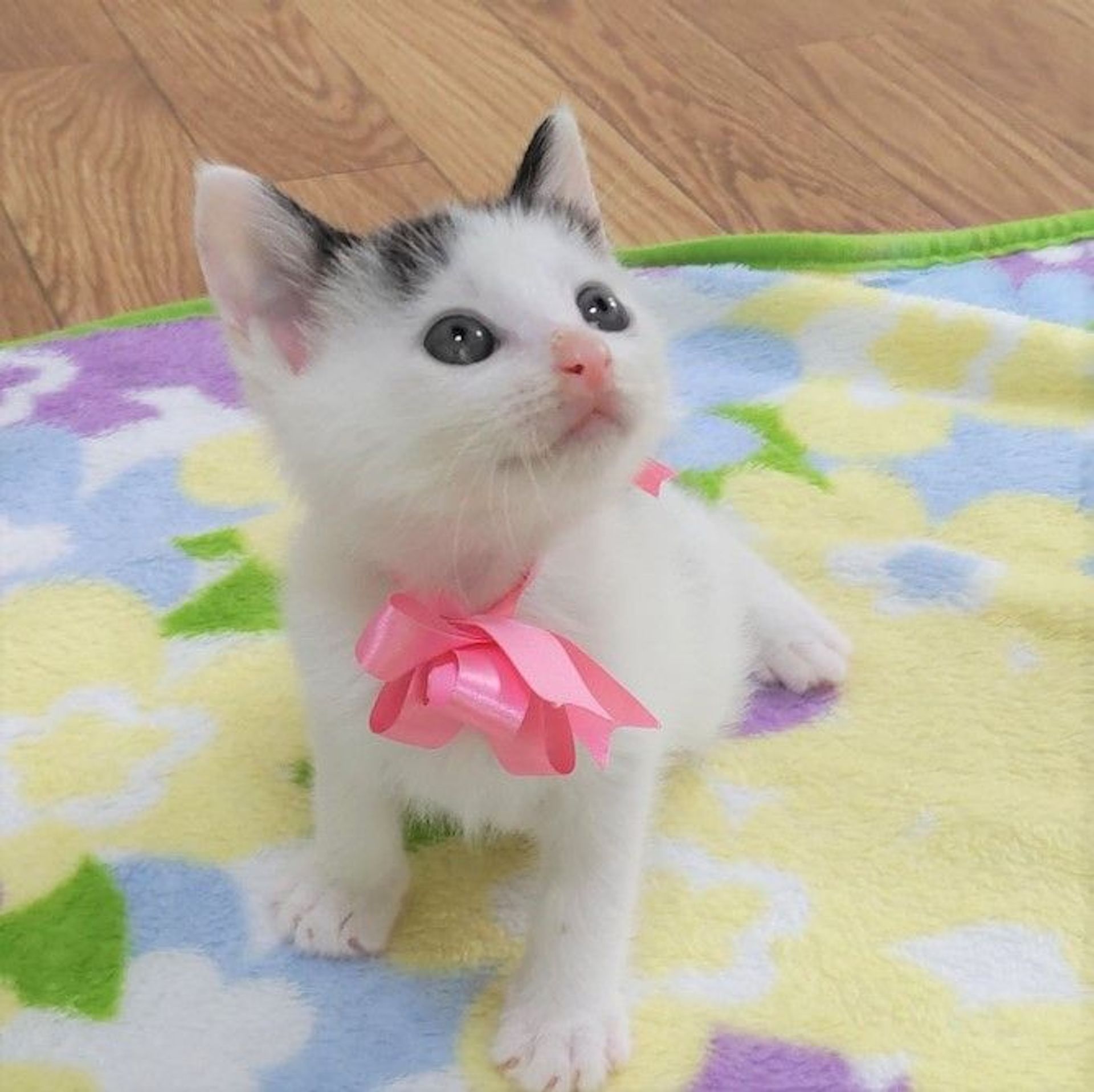 雑種（ミックス猫）・オスの里親募集の写真