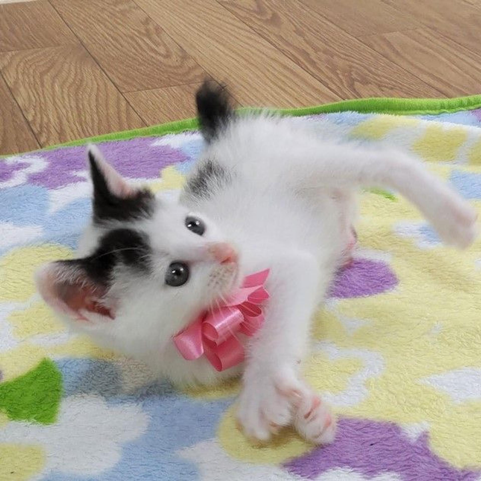 pet-image-2