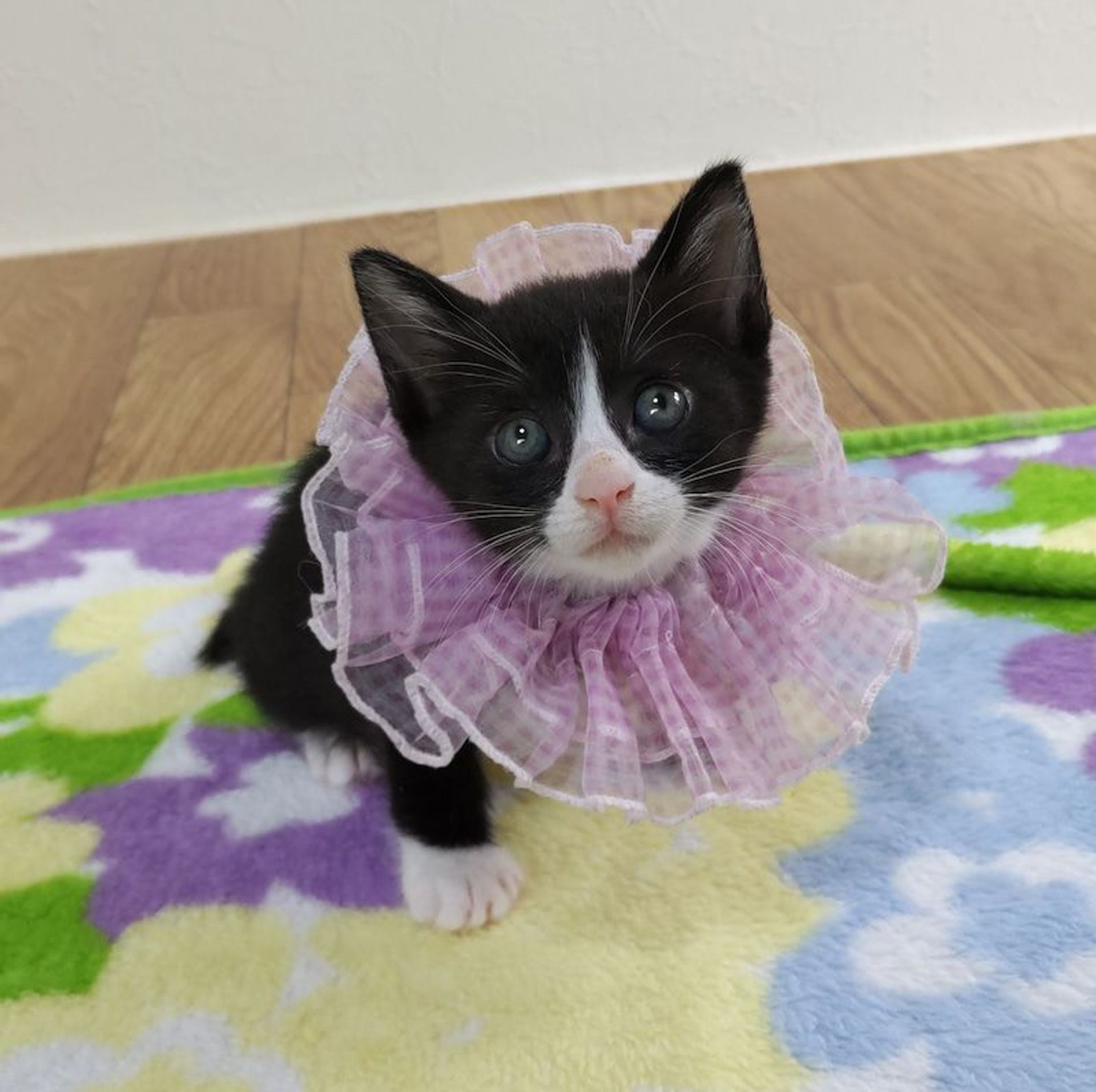 雑種（ミックス猫）・メスの里親募集の写真
