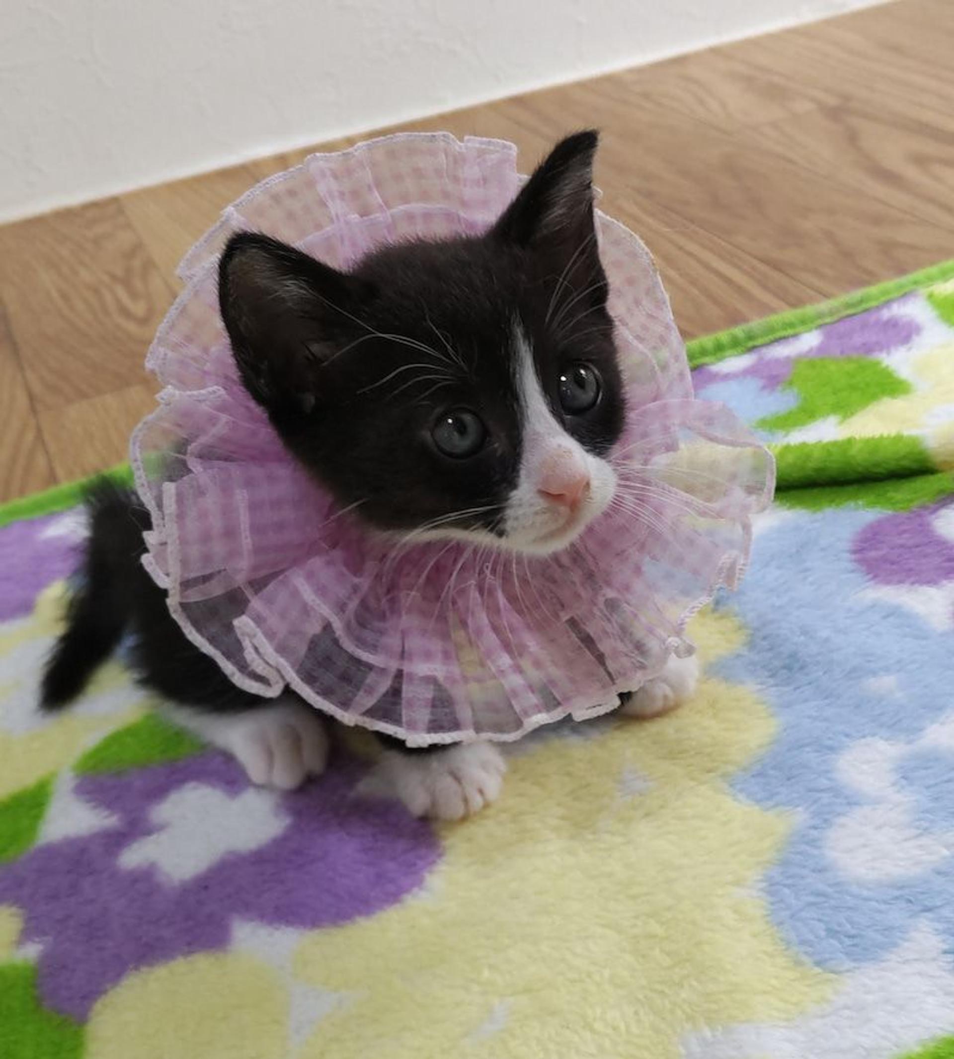 pet-image-2