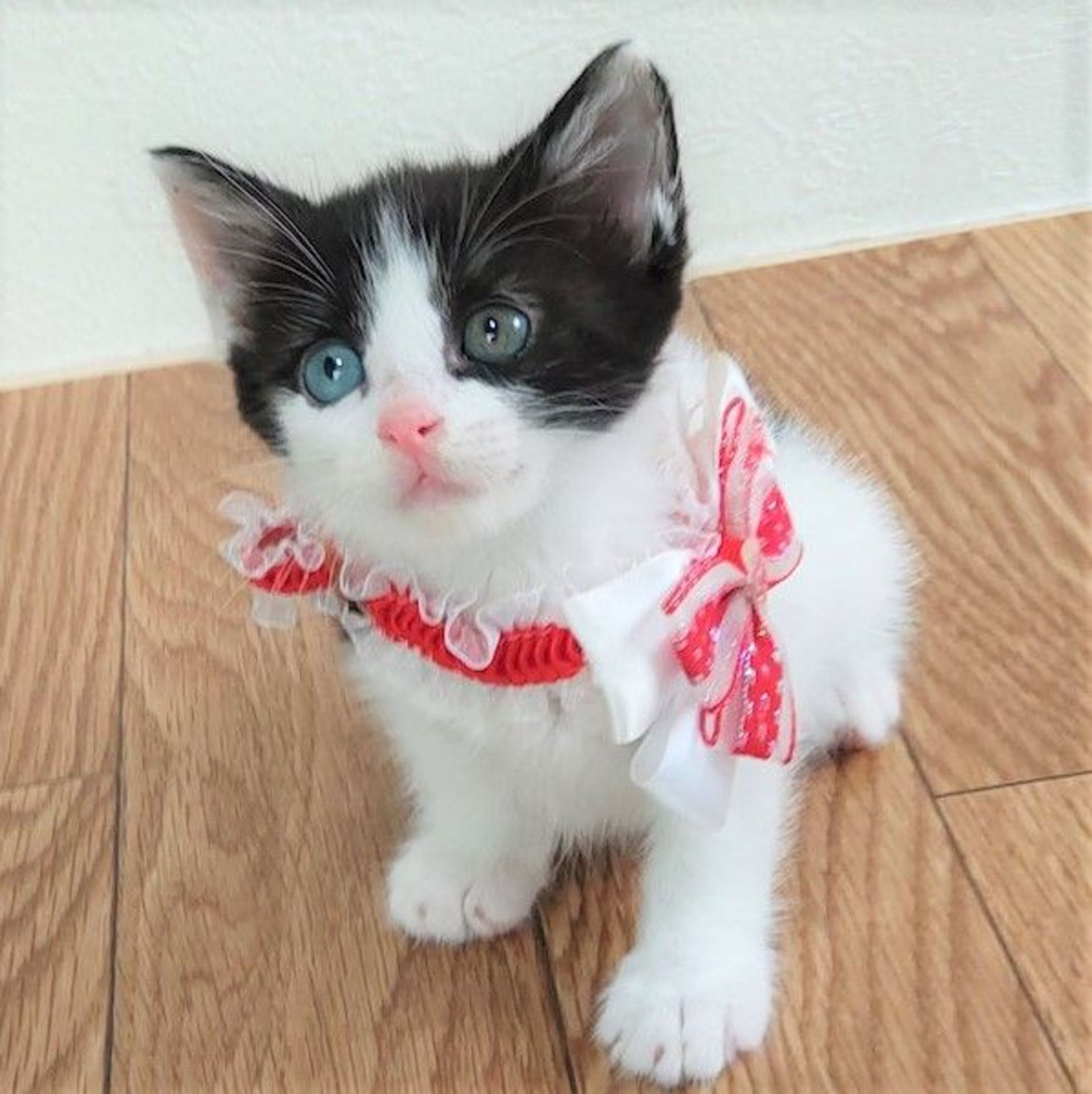 雑種（ミックス猫）・メスの里親募集の写真