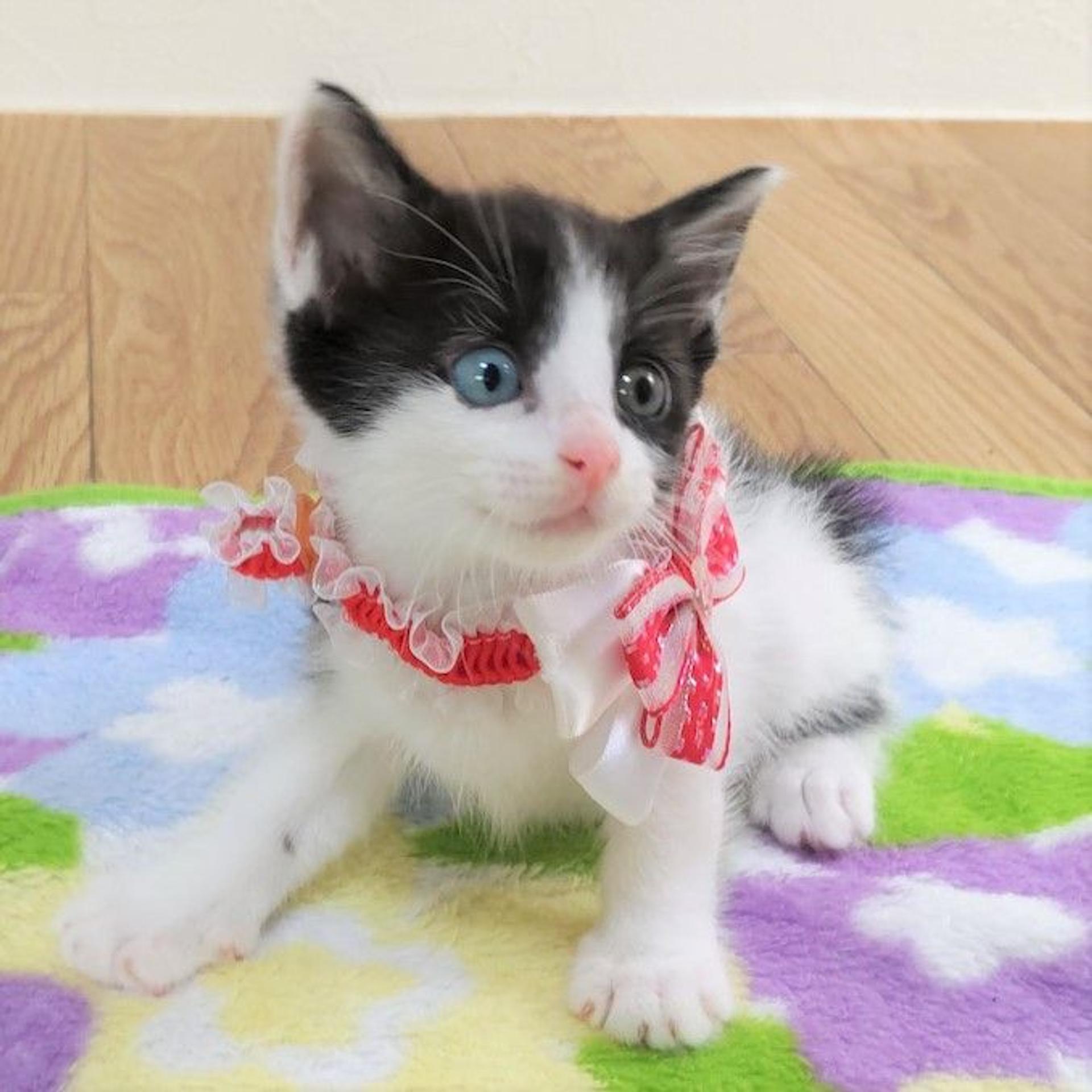pet-image-3
