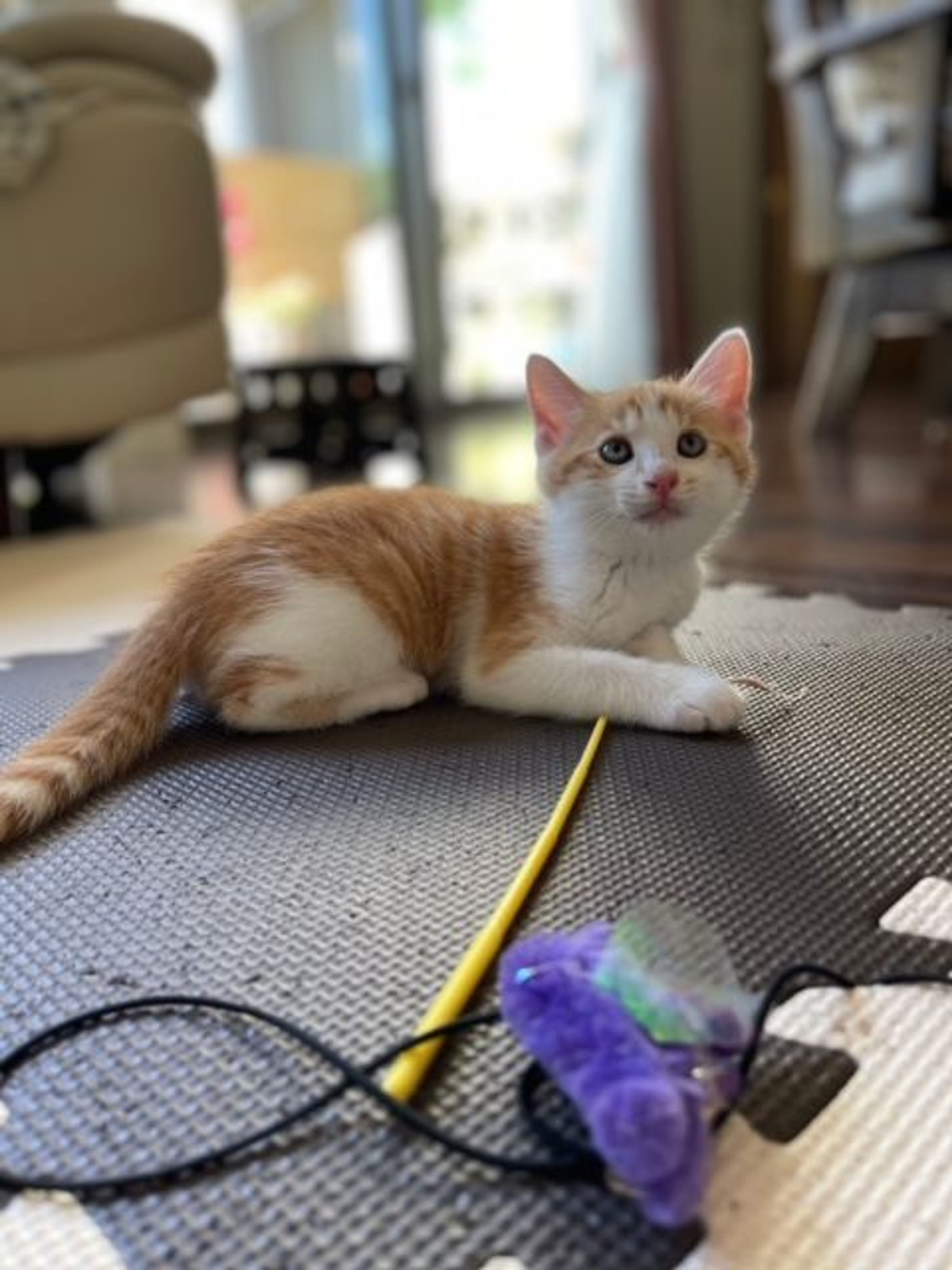 pet-image-4