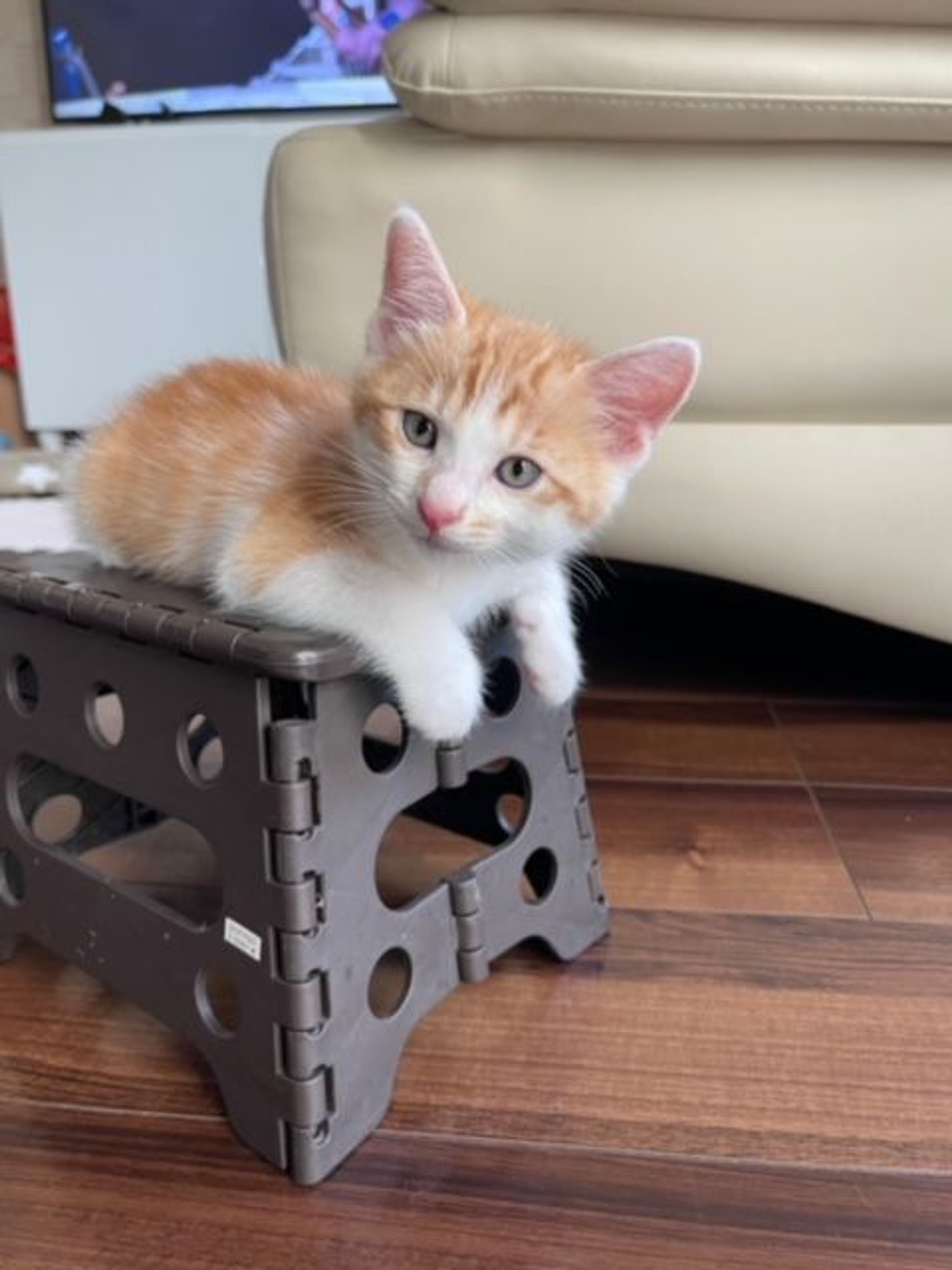 雑種（ミックス猫）・オスの里親募集の写真