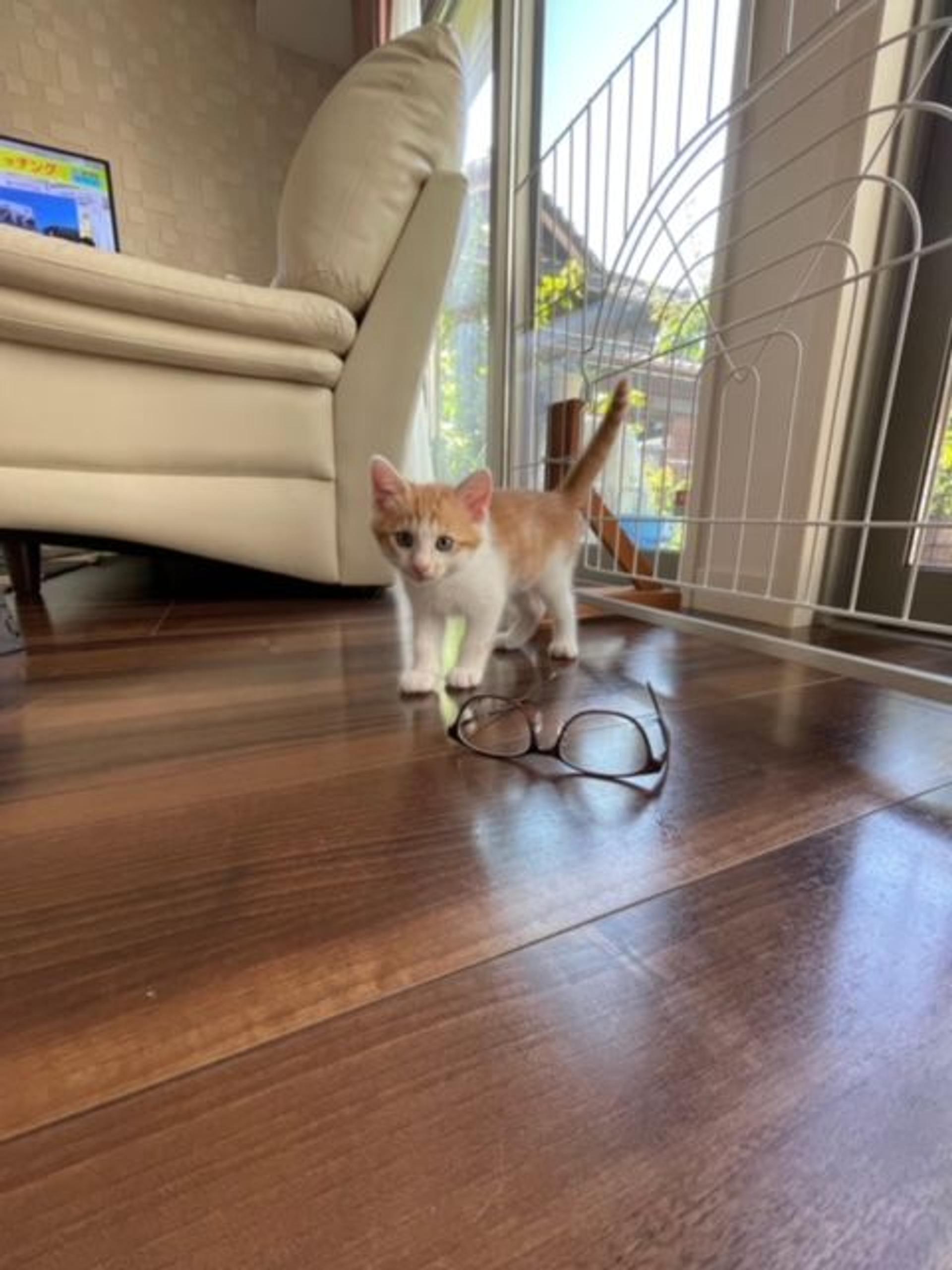 pet-image-3