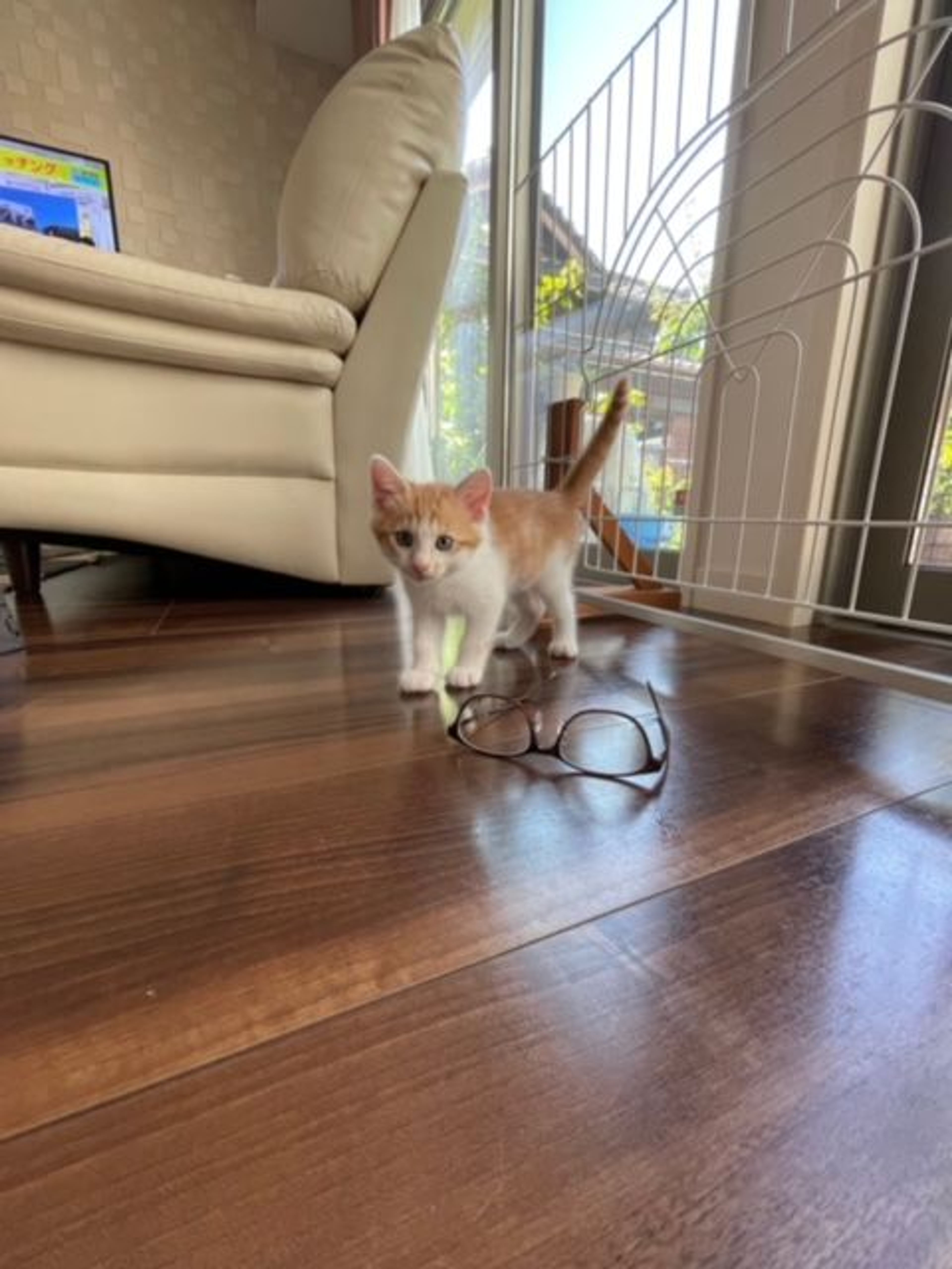 pet-image-3