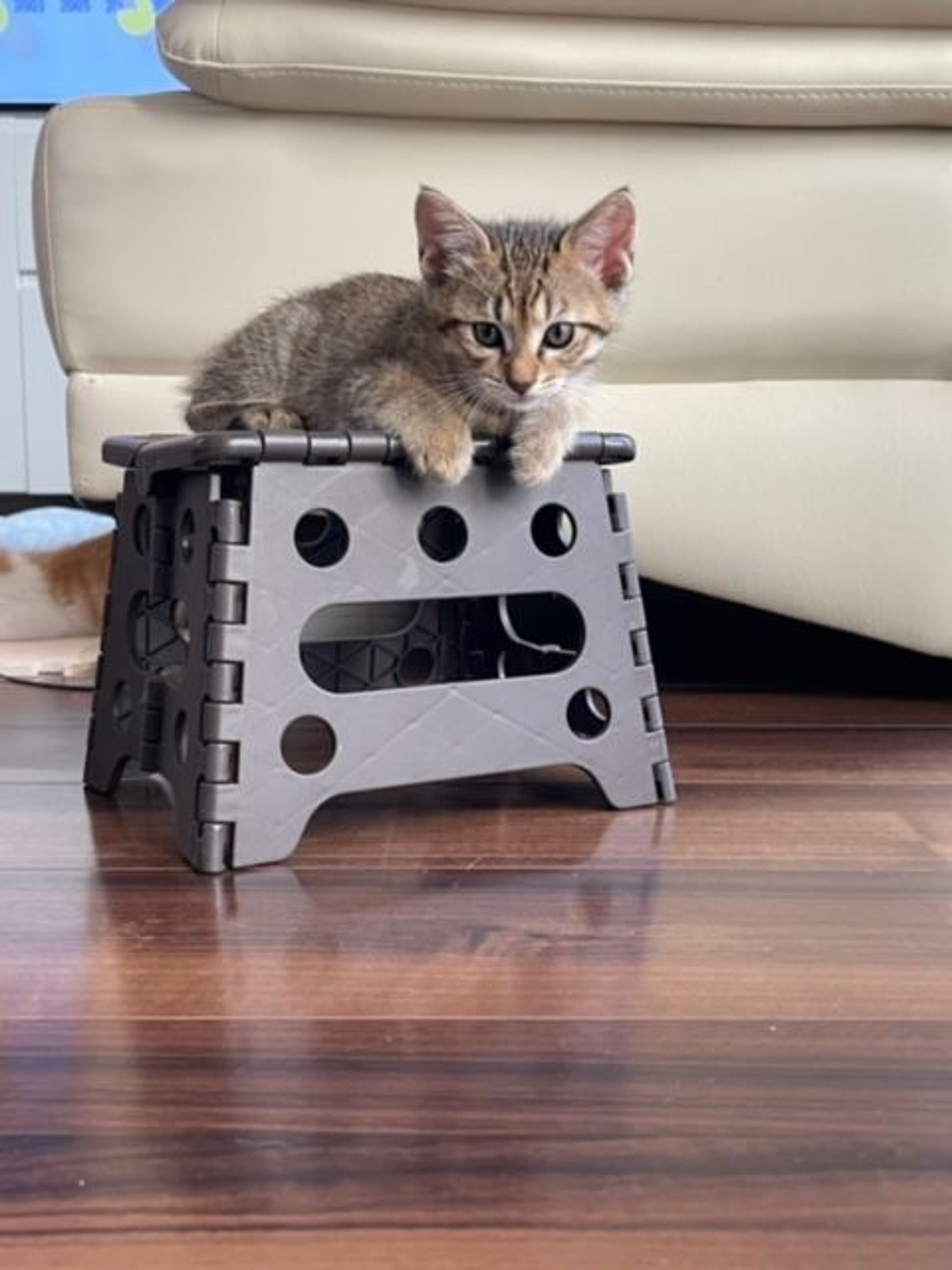 pet-image-4