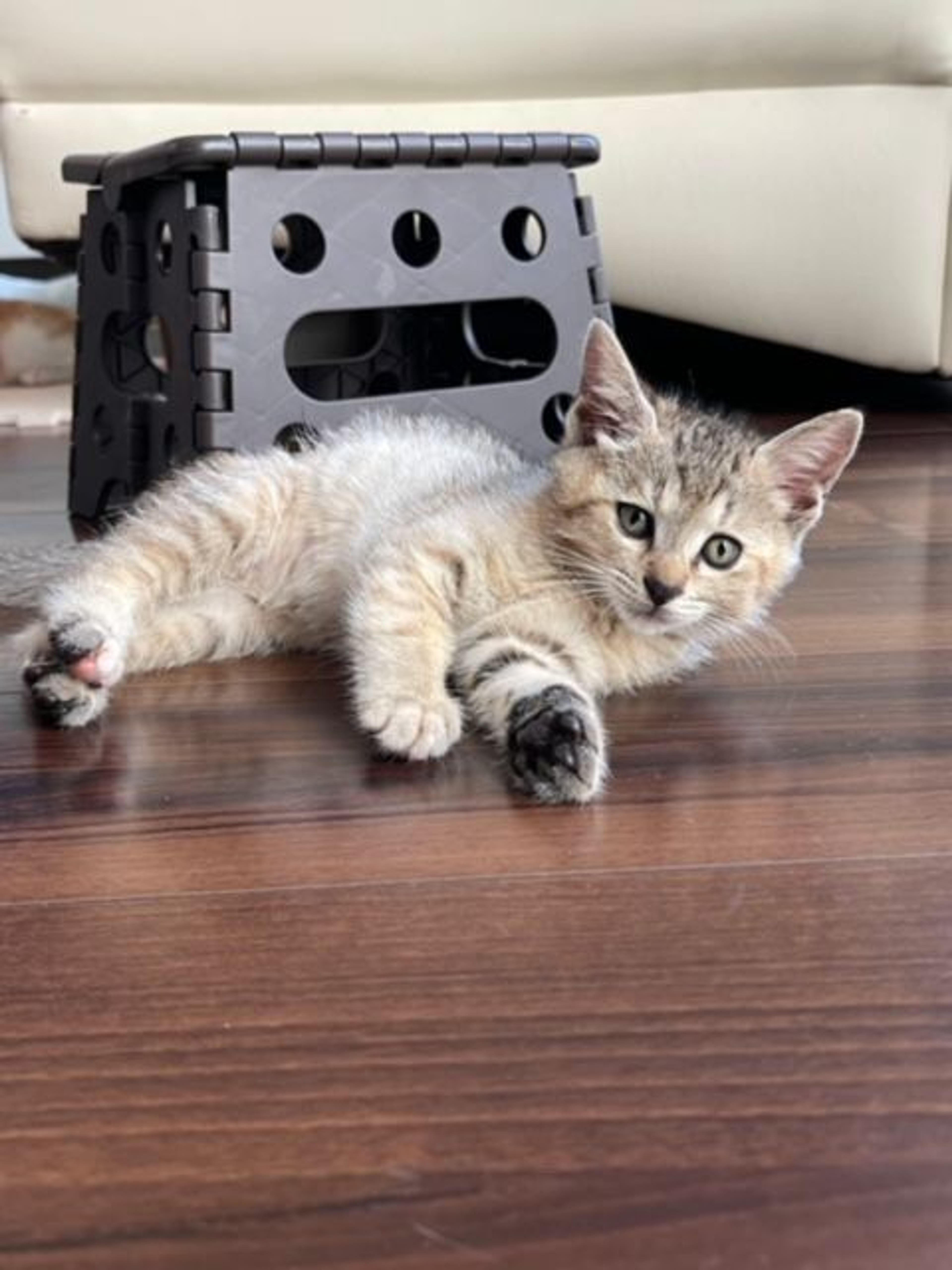 pet-image-5